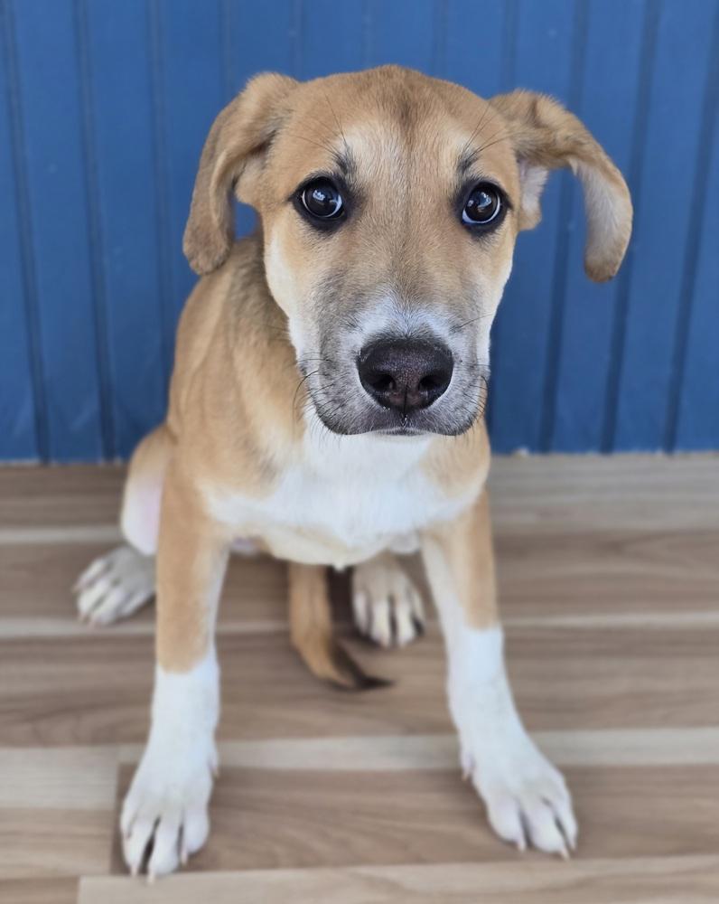 Enlarge Mystique, a Adoptable mixed breed in Sedalia, CO image 3/4