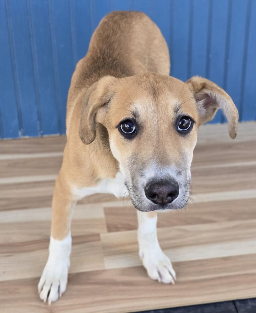 Enlarge Mystique, a Adoptable mixed breed in Sedalia, CO image 4/4