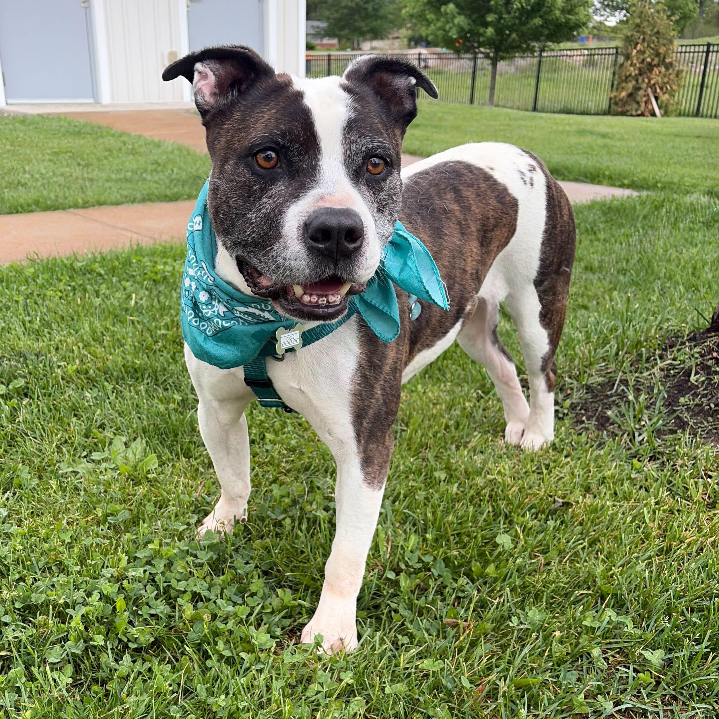 Enlarge Loic, a Adoptable Mixed Breed in Canal Winchester, OH image 1/4