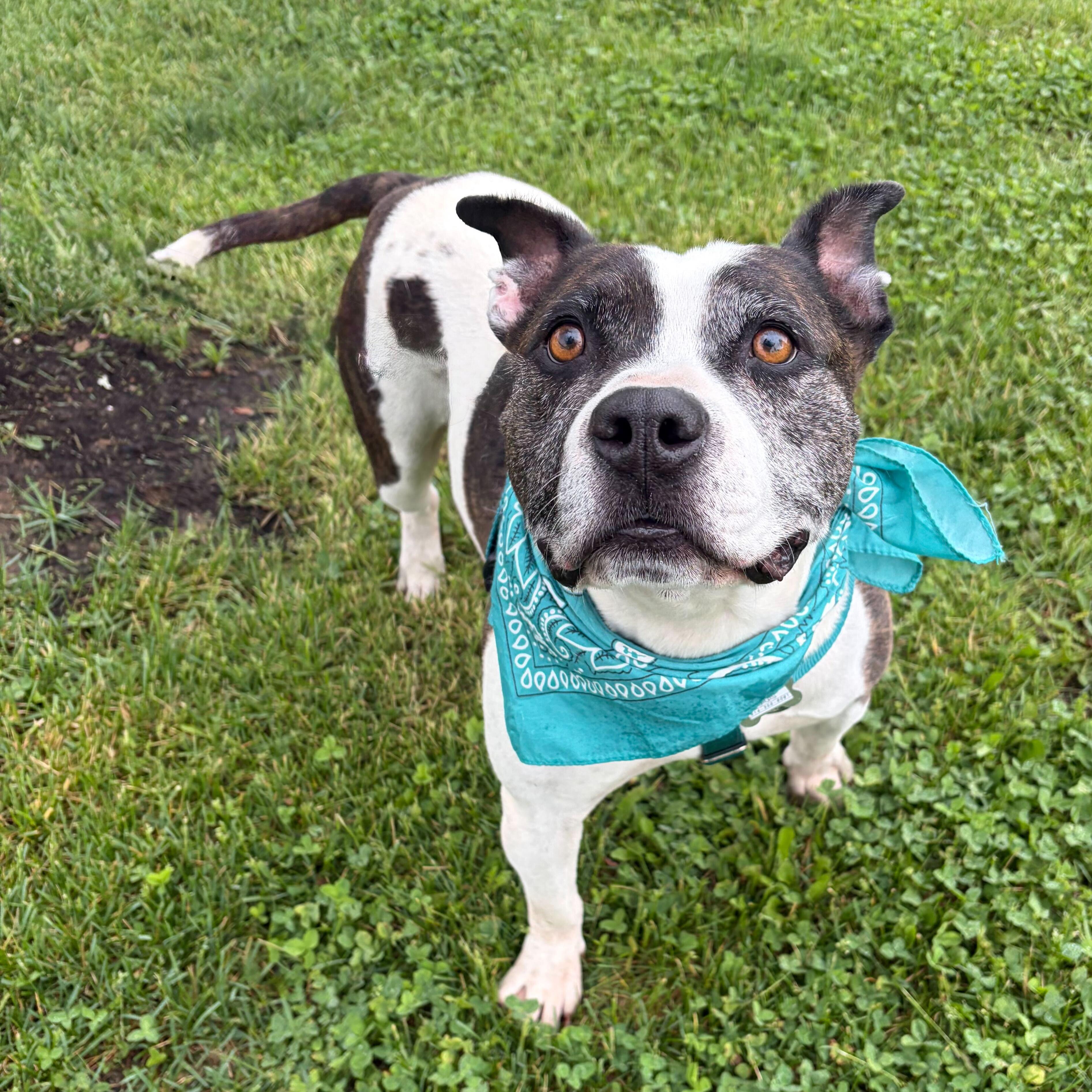 Enlarge Loic, a Adoptable Mixed Breed in Canal Winchester, OH image 3/4