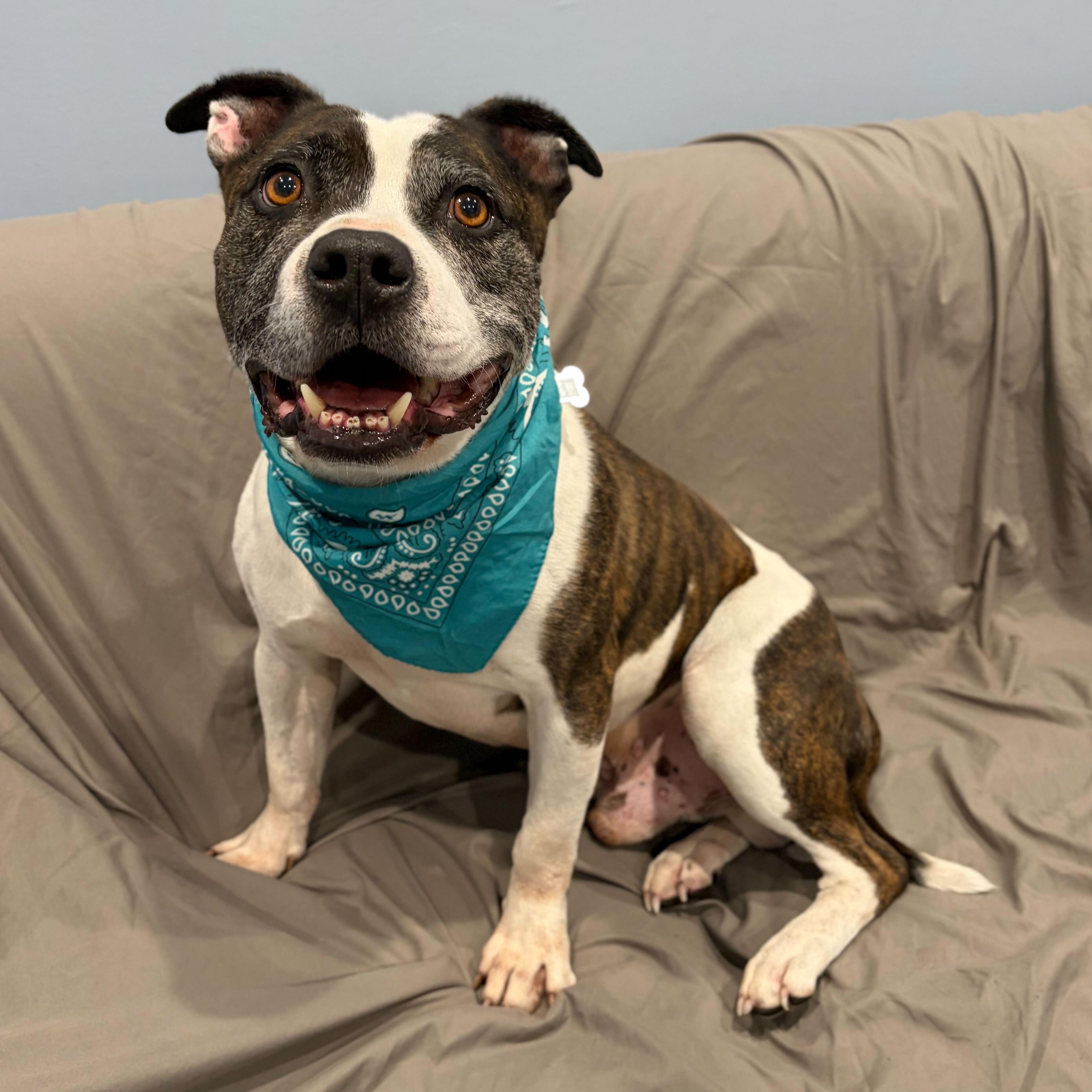 Enlarge Loic, a Adoptable Mixed Breed in Canal Winchester, OH image 2/4