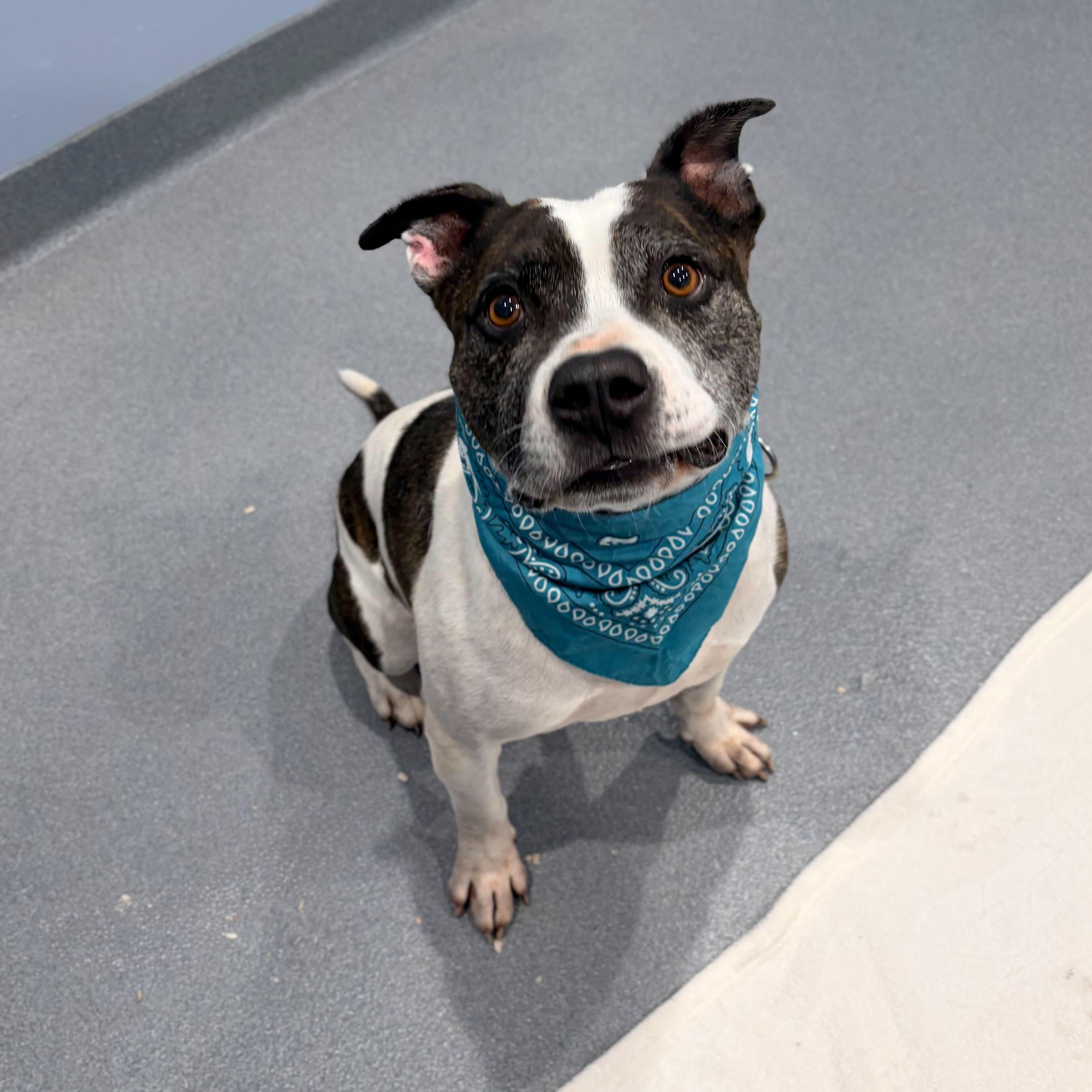 Enlarge Loic, a Adoptable Mixed Breed in Canal Winchester, OH image 4/4