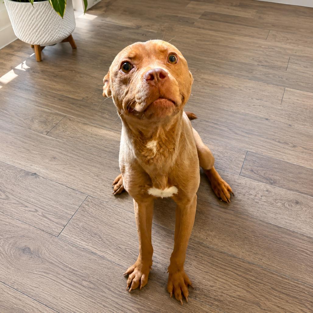 Enlarge Cletus, a Adoptable mixed breed in Metamora, MI image 1/6