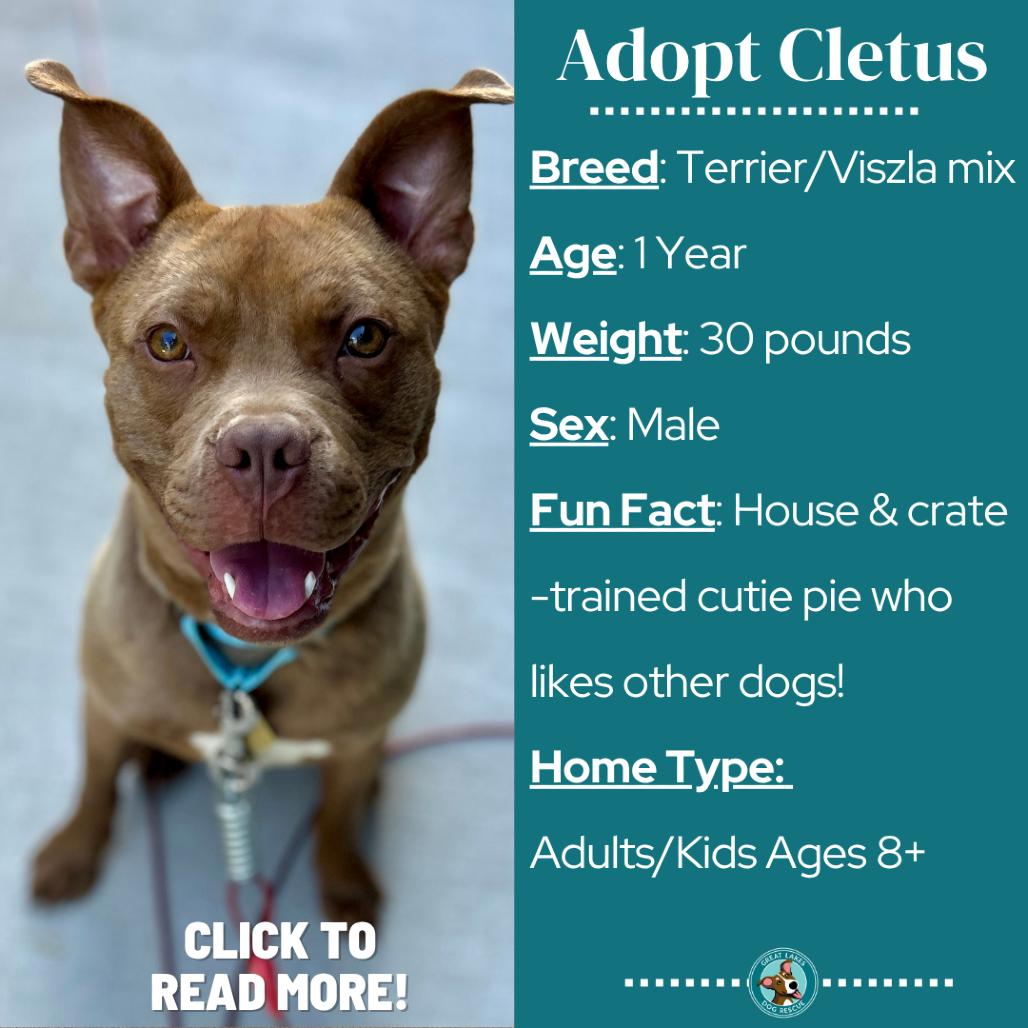 Enlarge Cletus, a Adoptable mixed breed in Metamora, MI image 2/6