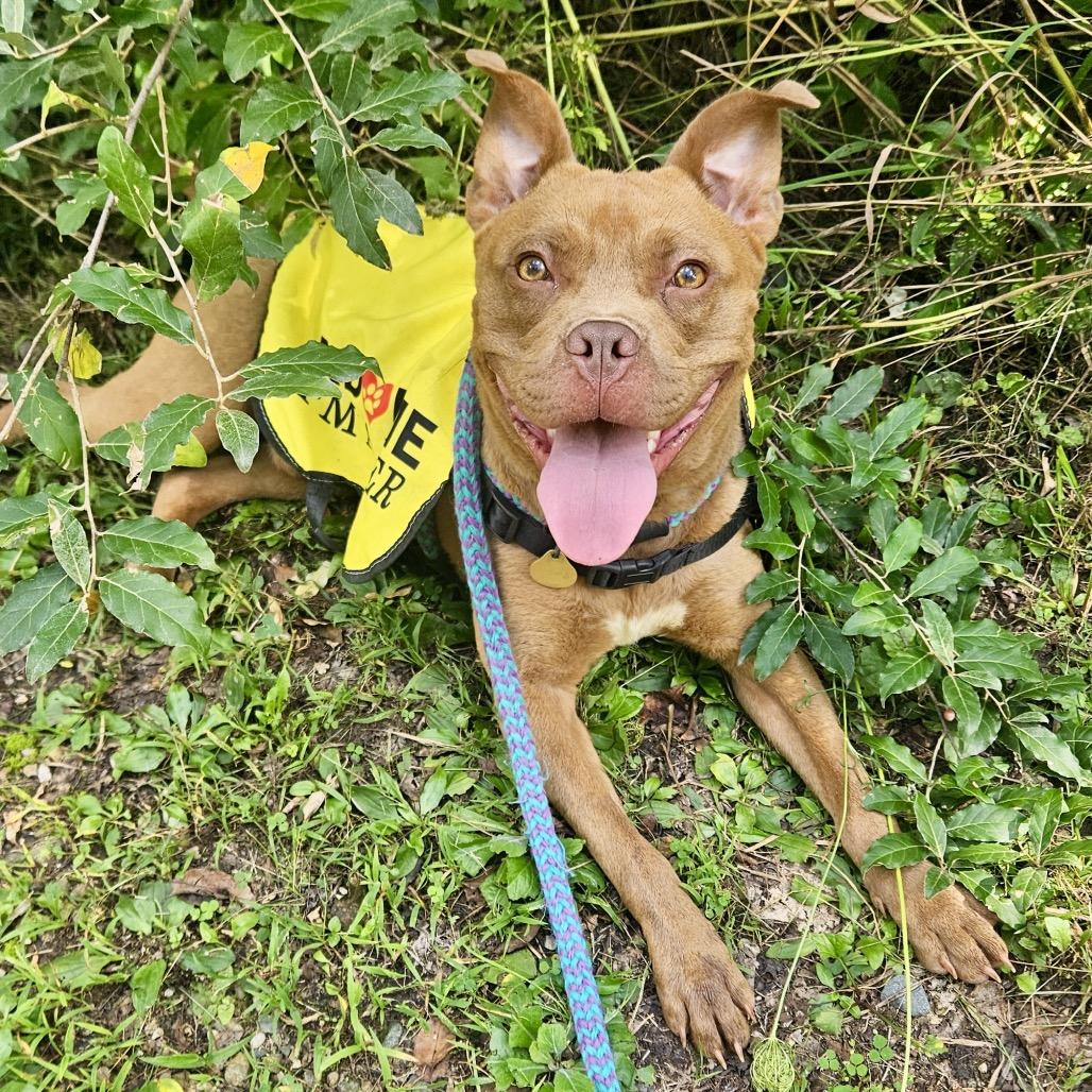 Enlarge Cletus, a Adoptable mixed breed in Metamora, MI image 3/6