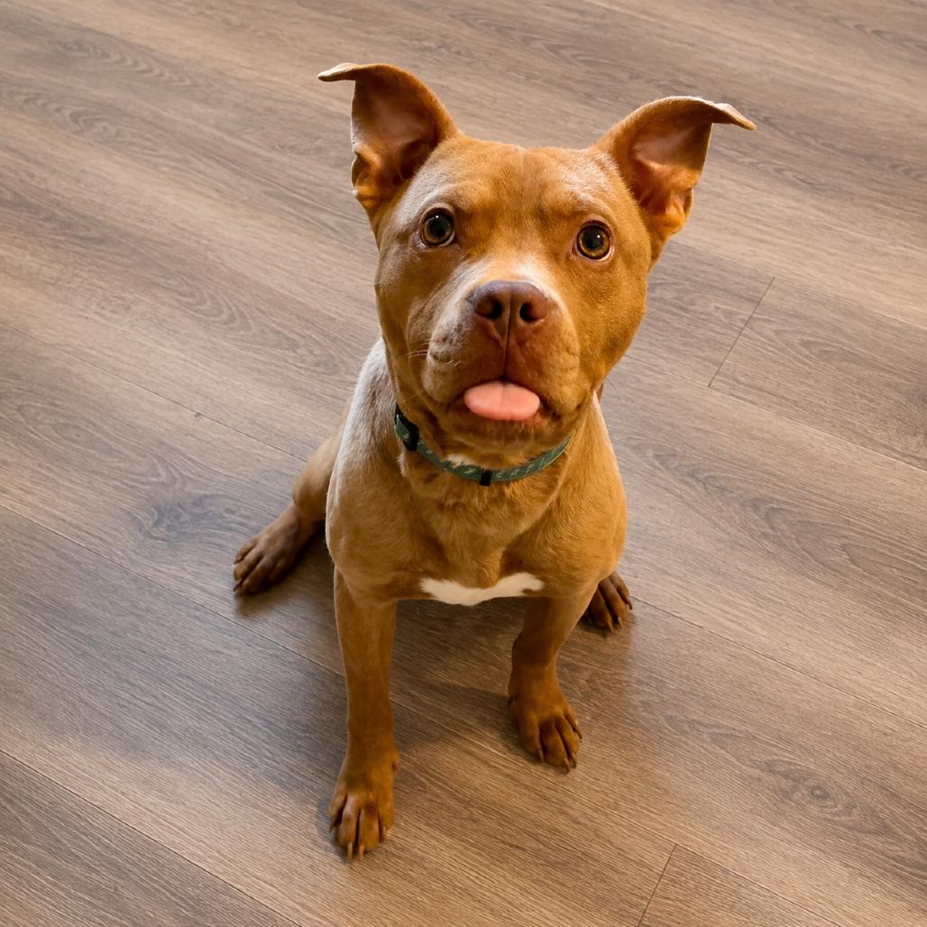 Enlarge Cletus, a Adoptable mixed breed in Metamora, MI image 4/6