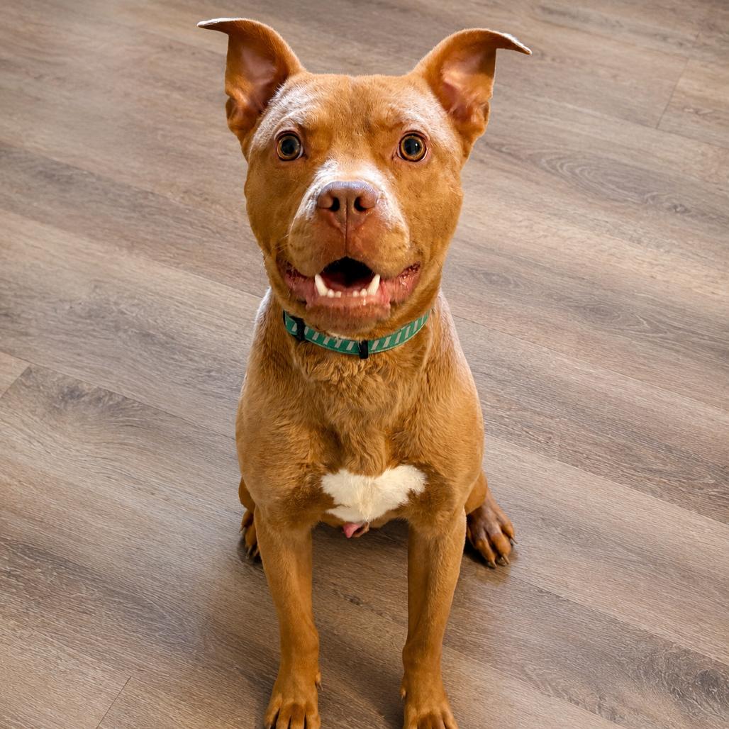 Enlarge Cletus, a Adoptable mixed breed in Metamora, MI image 5/6
