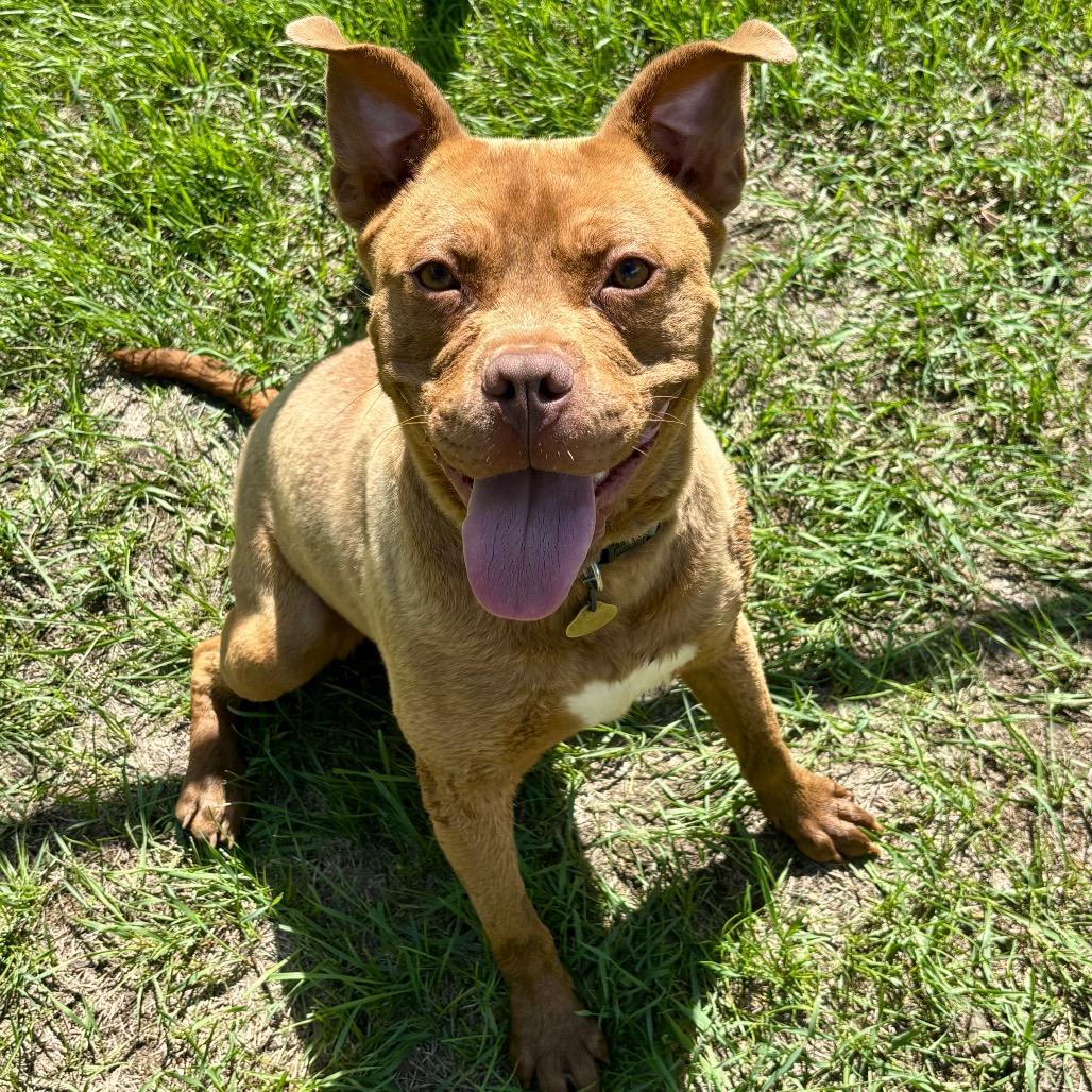 Enlarge Cletus, a Adoptable mixed breed in Metamora, MI image 6/6
