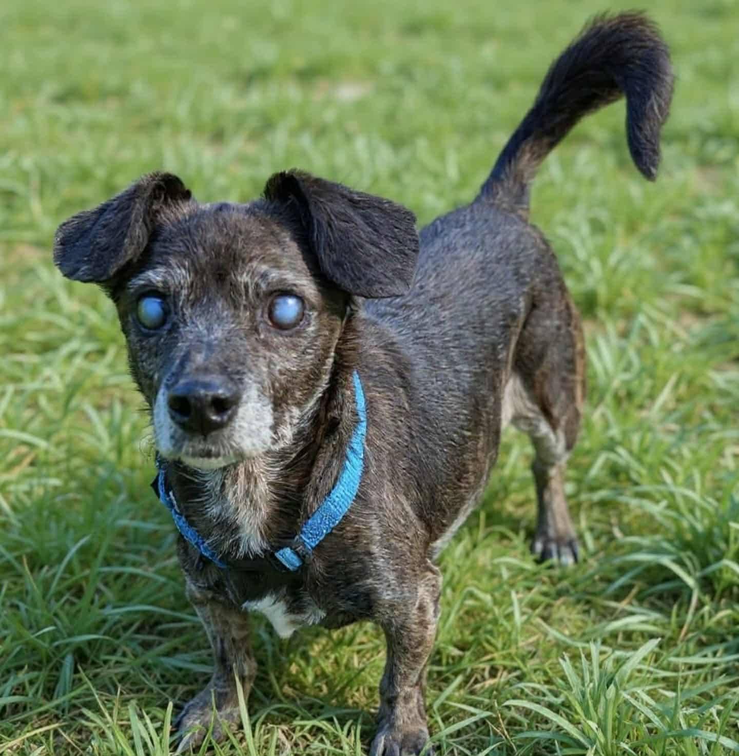 Enlarge Riley, a Adopted Mixed Breed in Fairmont, WV image 1/3