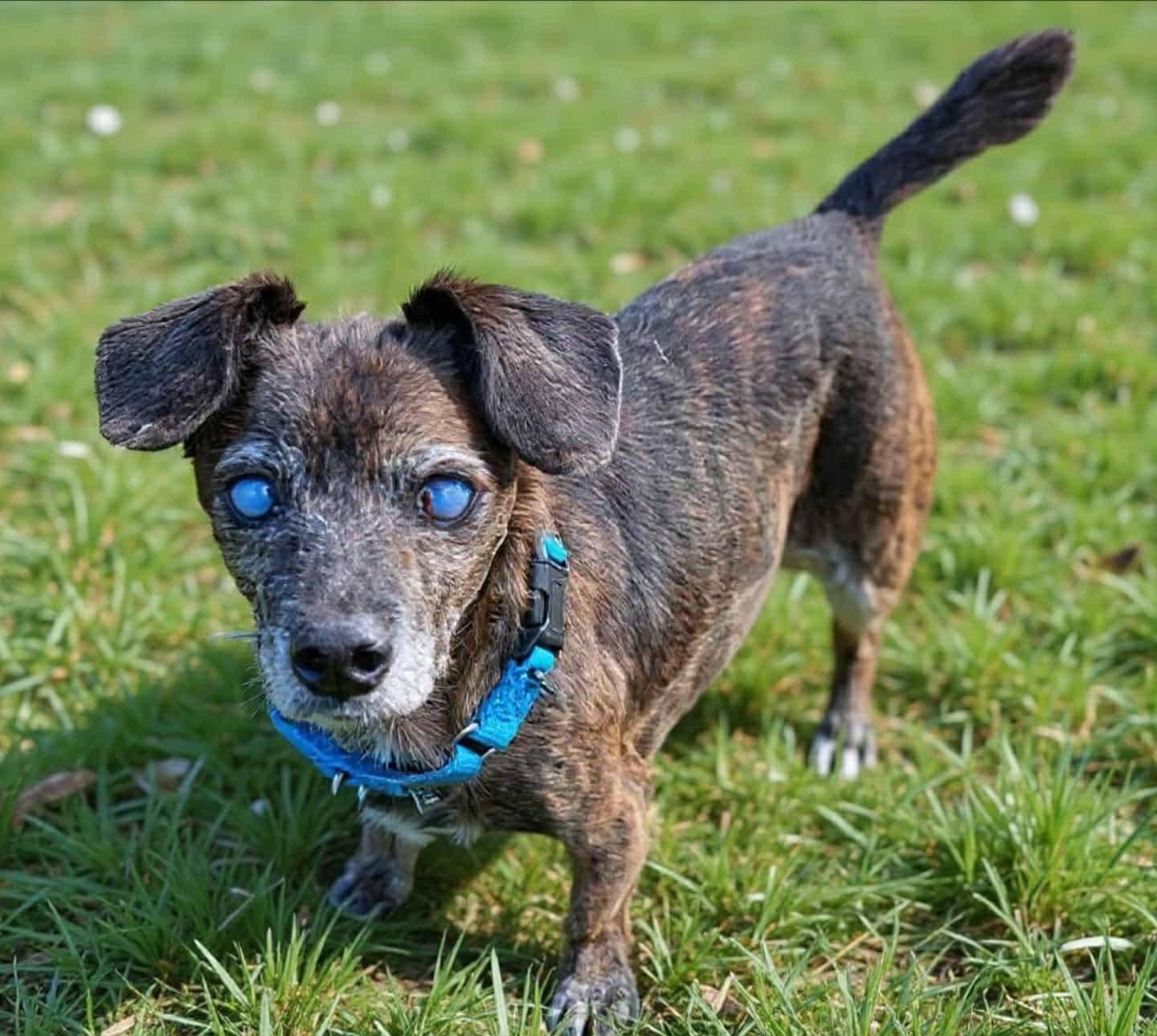 Enlarge Riley, a Adopted Mixed Breed in Fairmont, WV image 2/3