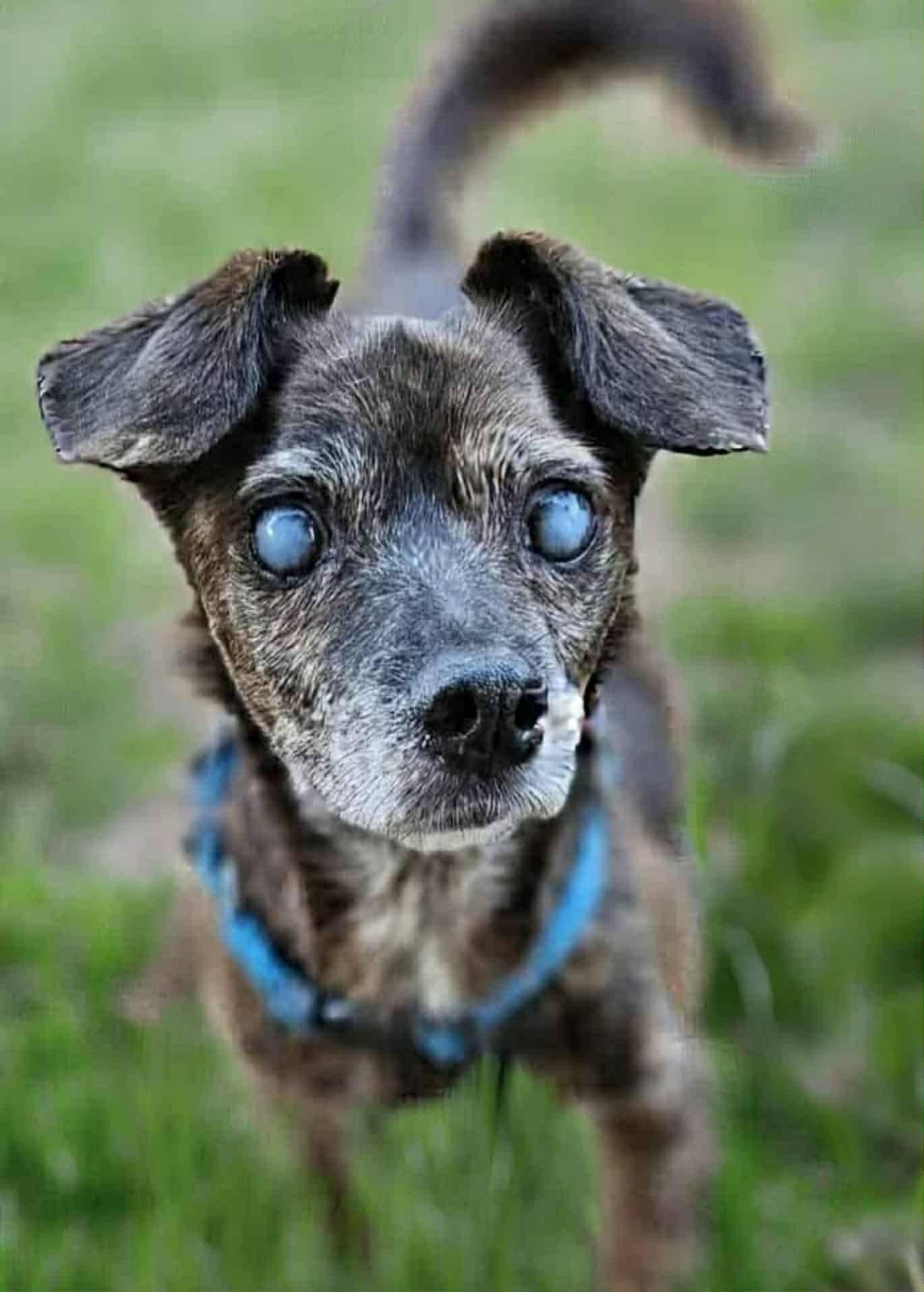 Enlarge Riley, a Adopted Mixed Breed in Fairmont, WV image 3/3