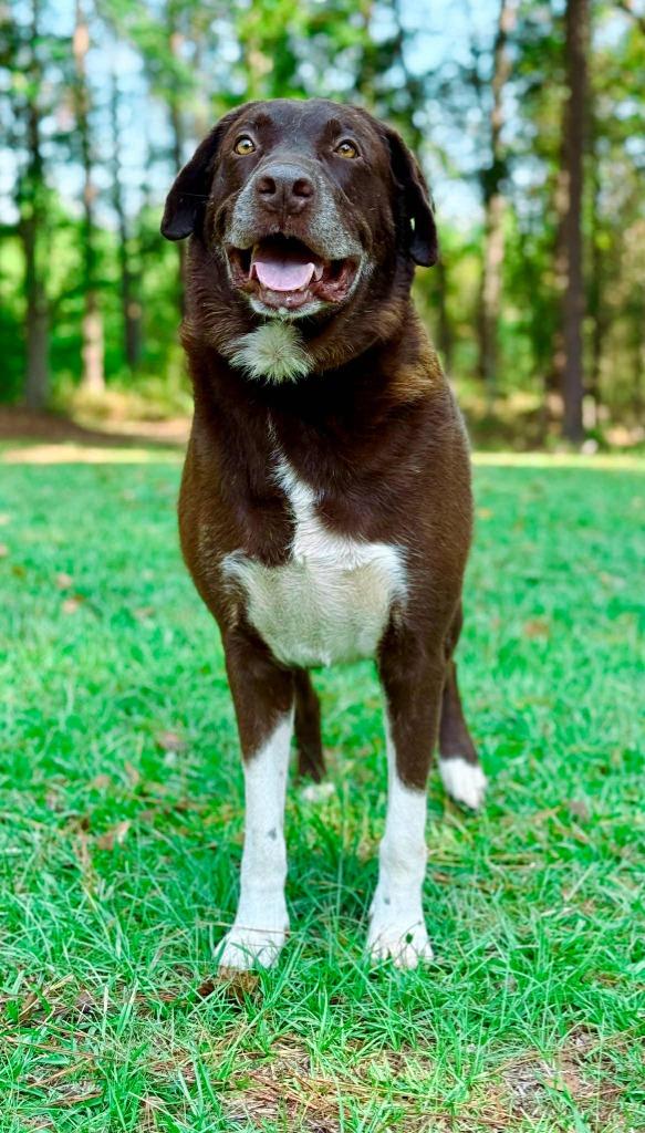 Jake, Adoptable, Adult Male Labrador Retriever.