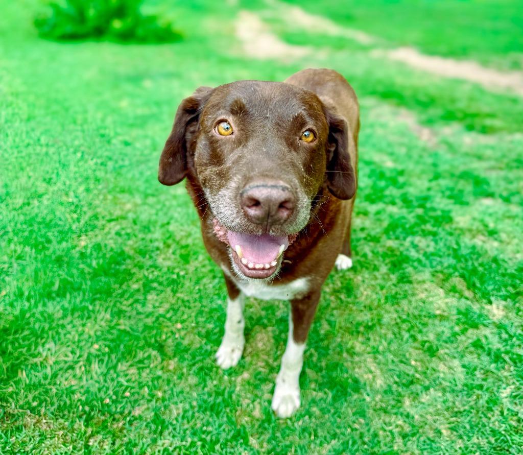 Jake, a Adoptable Labrador Retriever in Macon, GA image 1/6