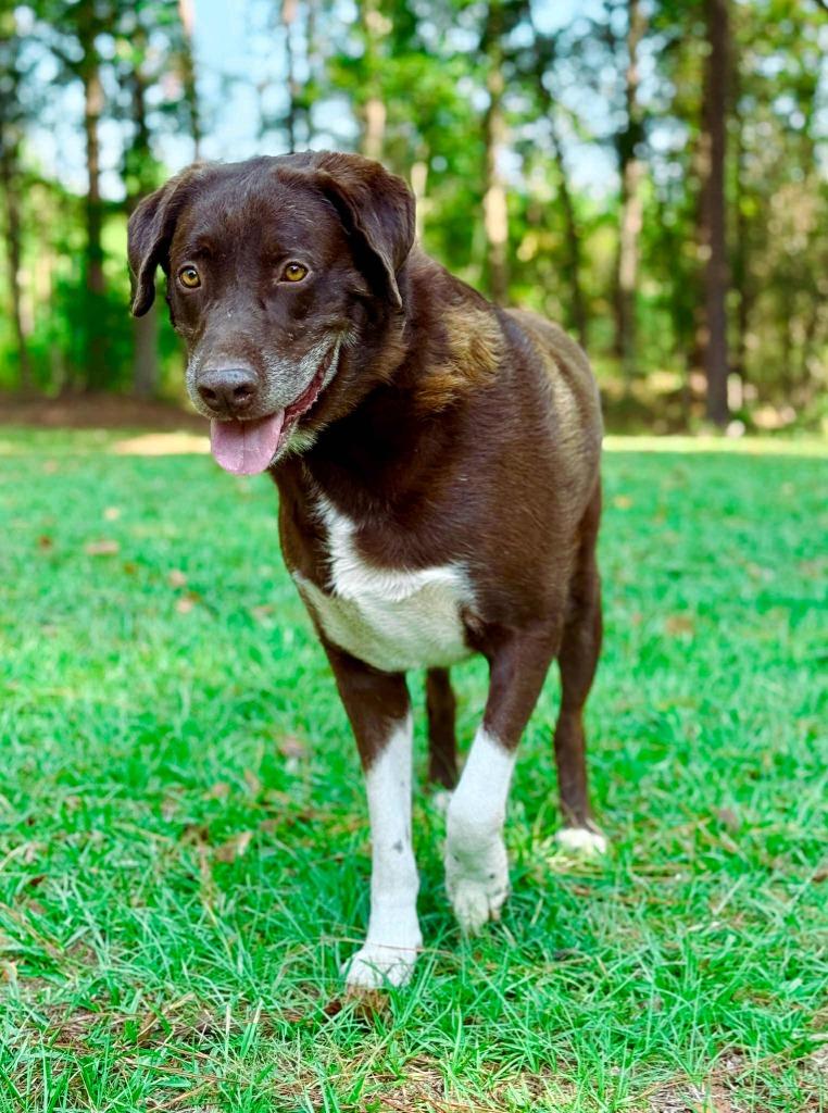 Enlarge Jake, a Adoptable Labrador Retriever in Macon, GA image 1/6