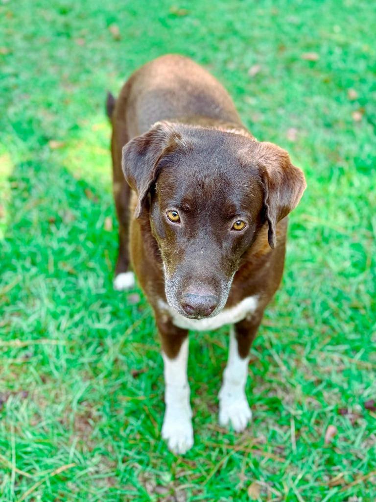 Enlarge Jake, a Adoptable Labrador Retriever in Macon, GA image 2/6