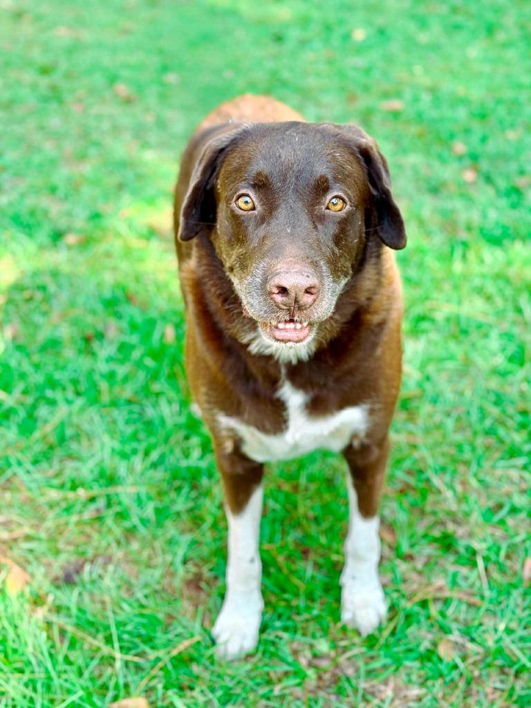 Jake, a Adoptable Labrador Retriever in Macon, GA image 2/6