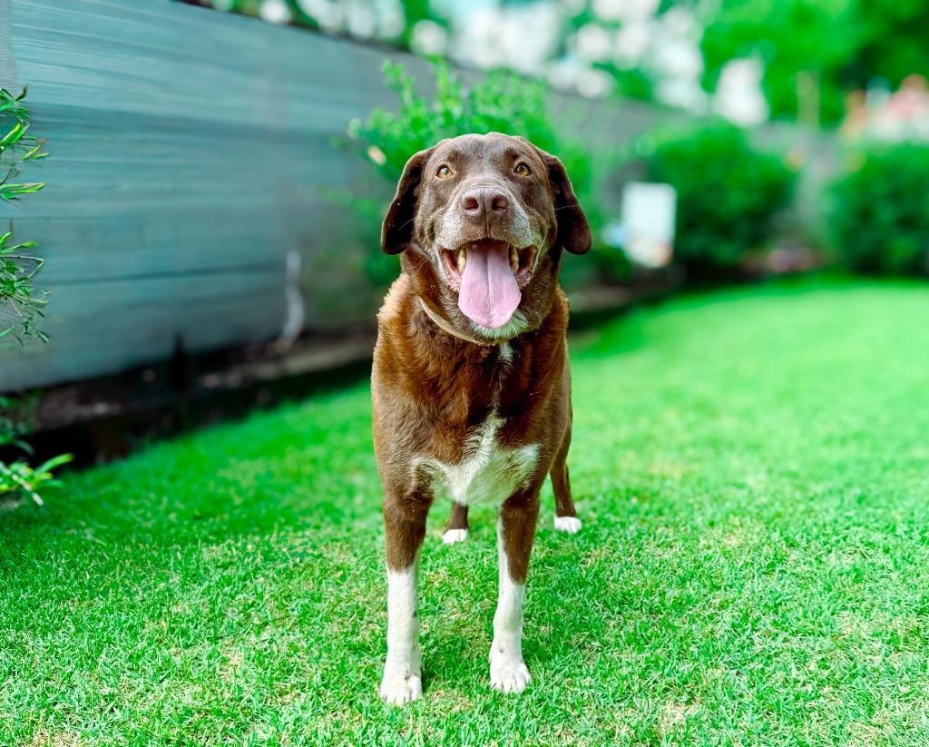 Jake, a Adoptable Labrador Retriever in Macon, GA image 3/6