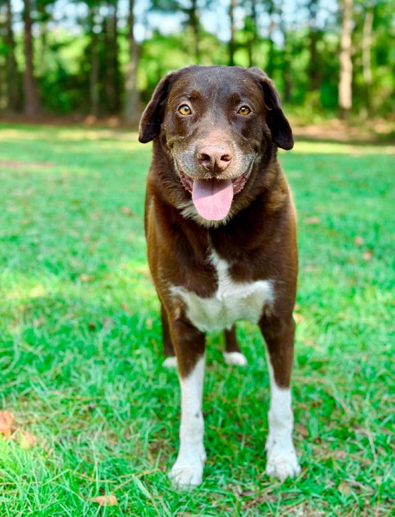 Jake, a Adoptable Labrador Retriever in Macon, GA image 4/6