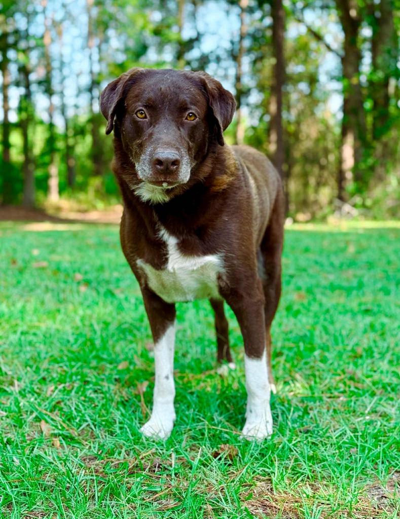 Jake, a Adoptable Labrador Retriever in Macon, GA image 5/6