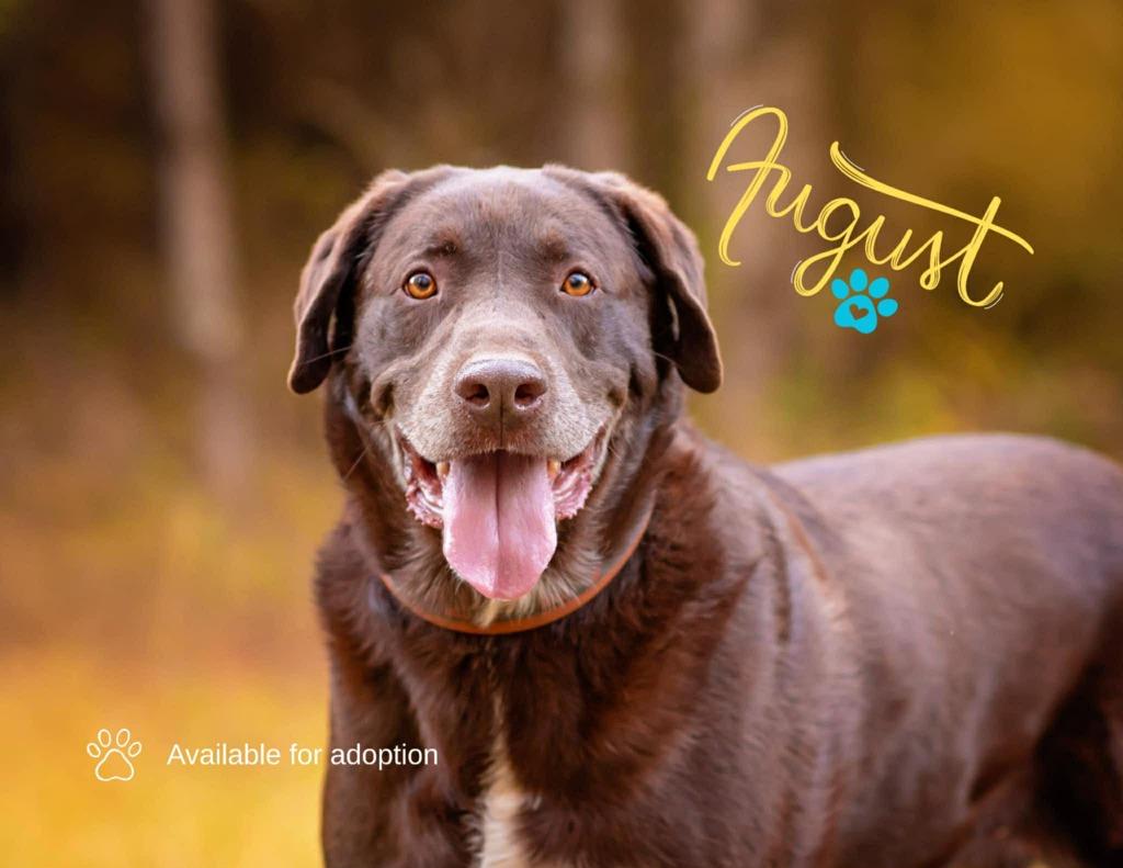 Enlarge Jake, a Adoptable Labrador Retriever in Macon, GA image 6/6