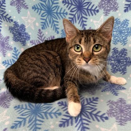 Andrea, Adoptable, Adult Female Domestic Short Hair & Domestic Short Hair.