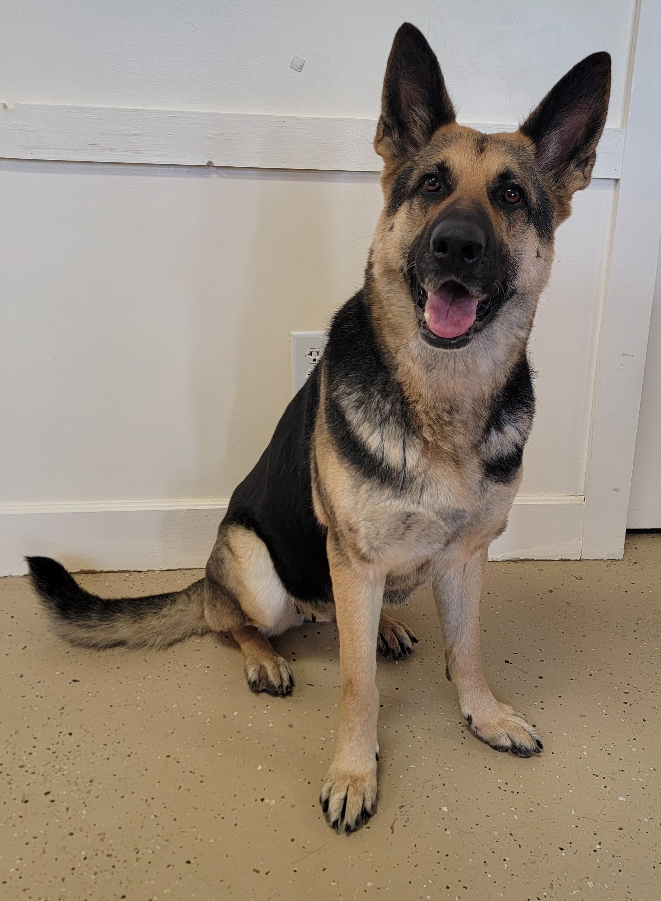 Enlarge Greta II, a Adoptable German Shepherd Dog in Mount Sterling, KY image 1/5