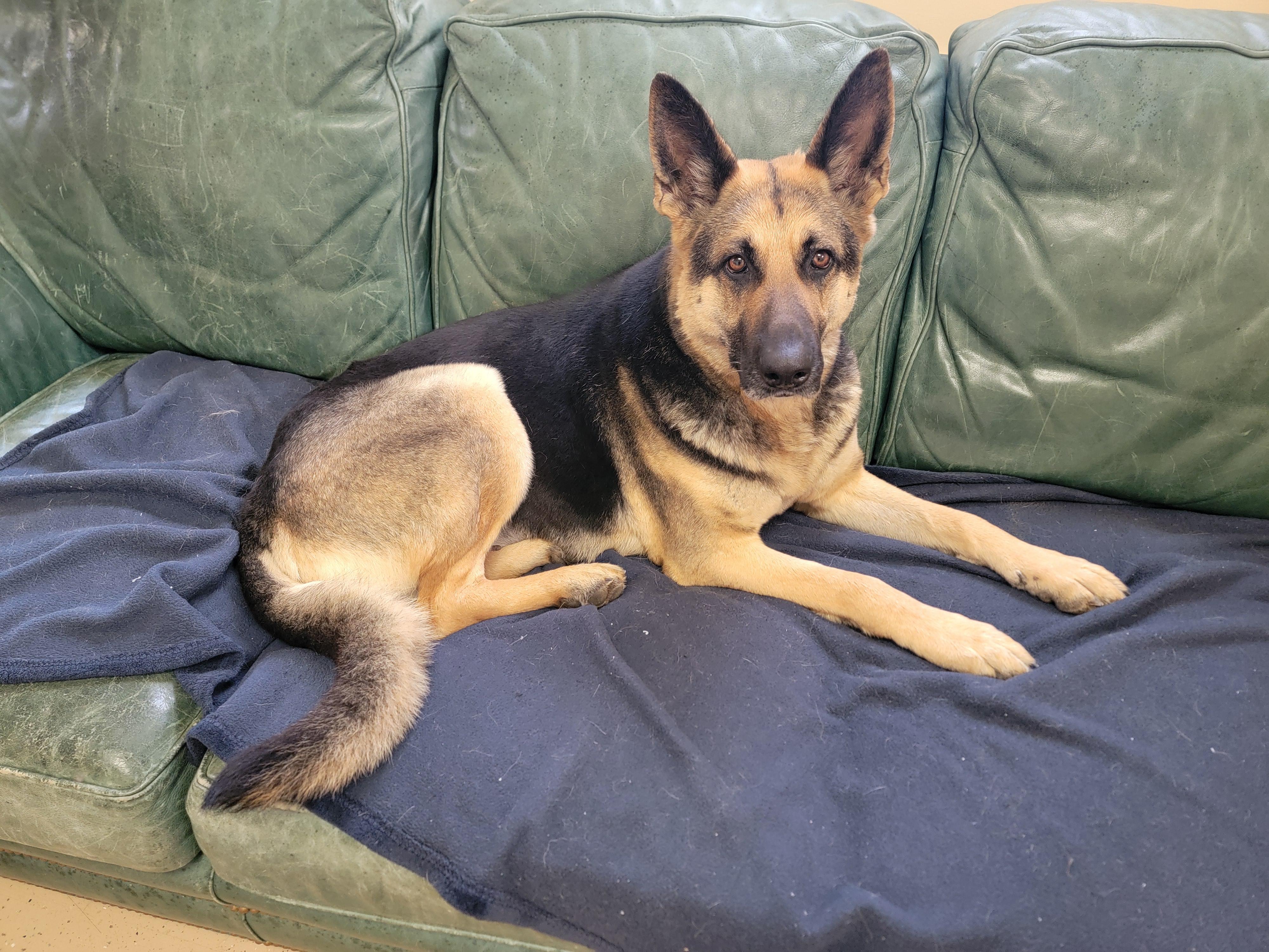 Enlarge Greta II, a Adoptable German Shepherd Dog in Mount Sterling, KY image 3/5