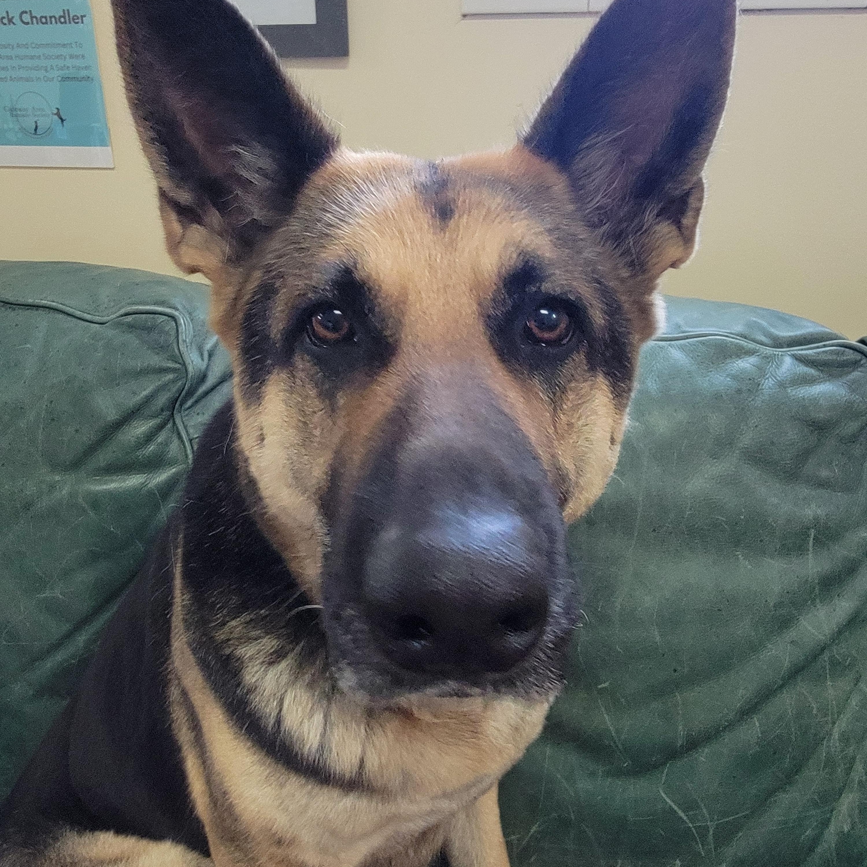 Enlarge Greta II, a Adoptable German Shepherd Dog in Mount Sterling, KY image 2/5