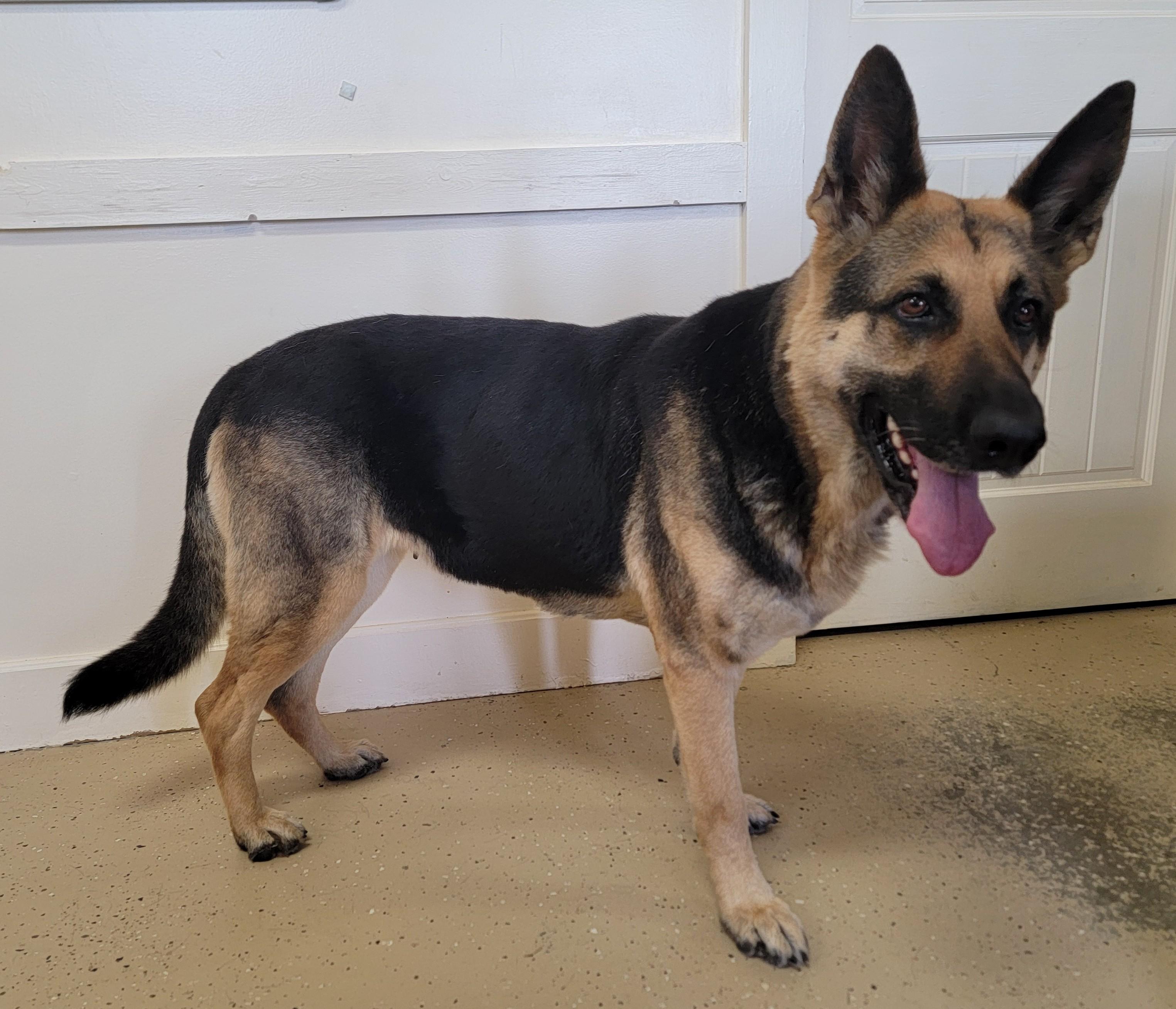 Enlarge Greta II, a Adoptable German Shepherd Dog in Mount Sterling, KY image 5/5