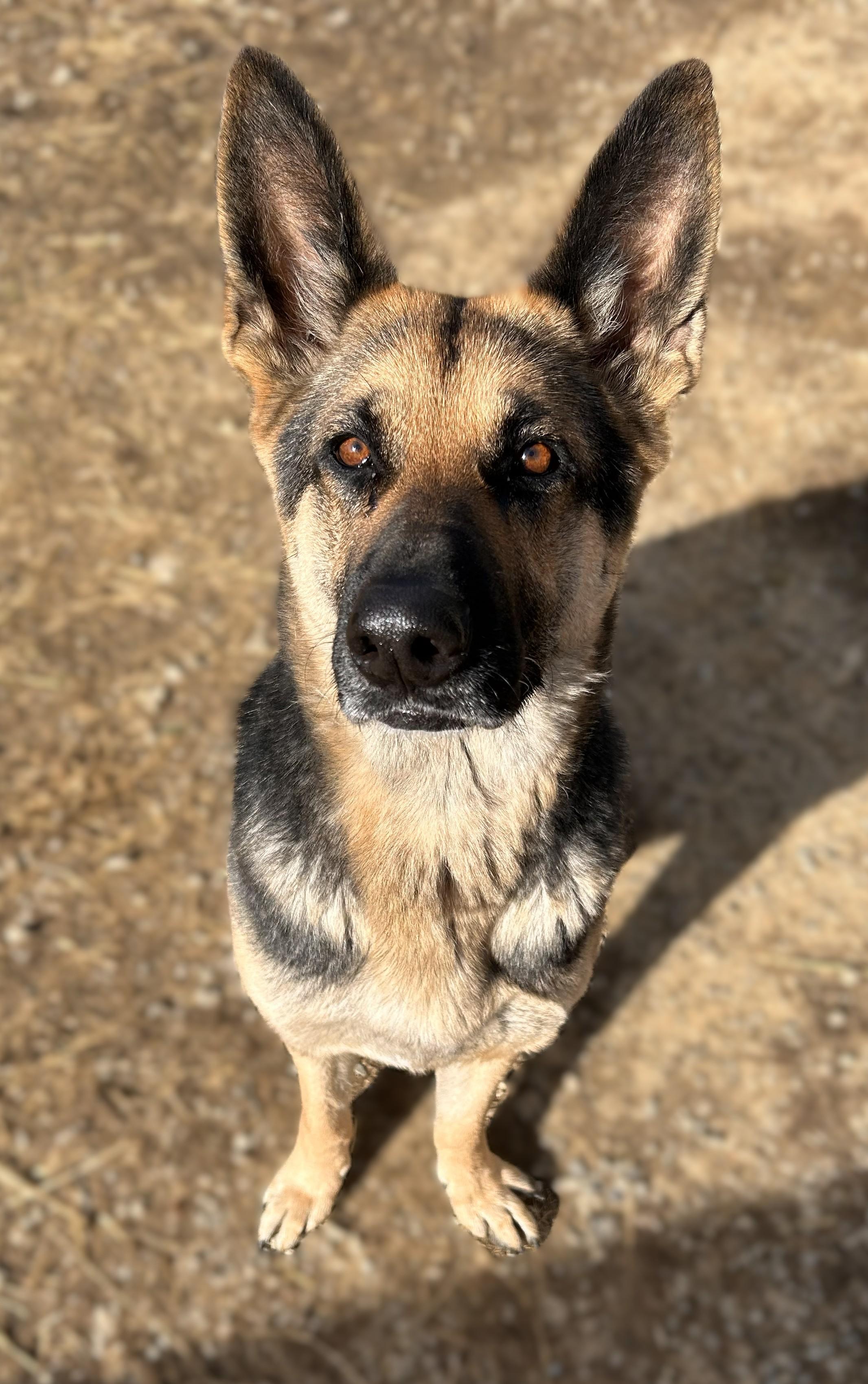 Enlarge Greta II, a Adoptable German Shepherd Dog in Mount Sterling, KY image 4/5