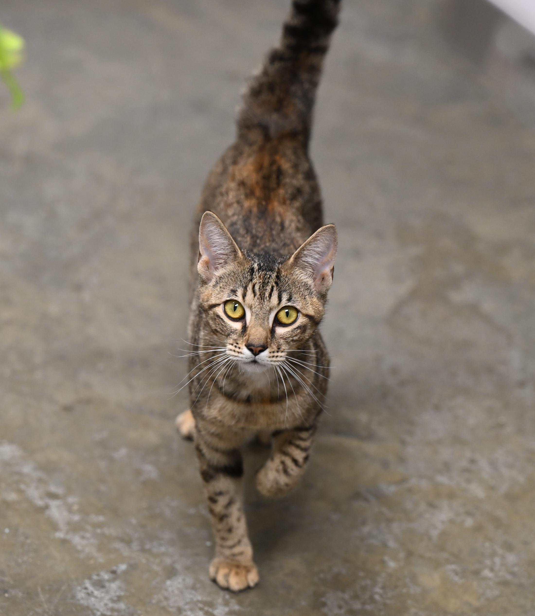 Felisha, adopted, Young Female Domestic Short Hair.