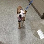 Enlarge Gypsy 59921024, a ADOPTABLE mixed breed in Harvey , LA image 1/2