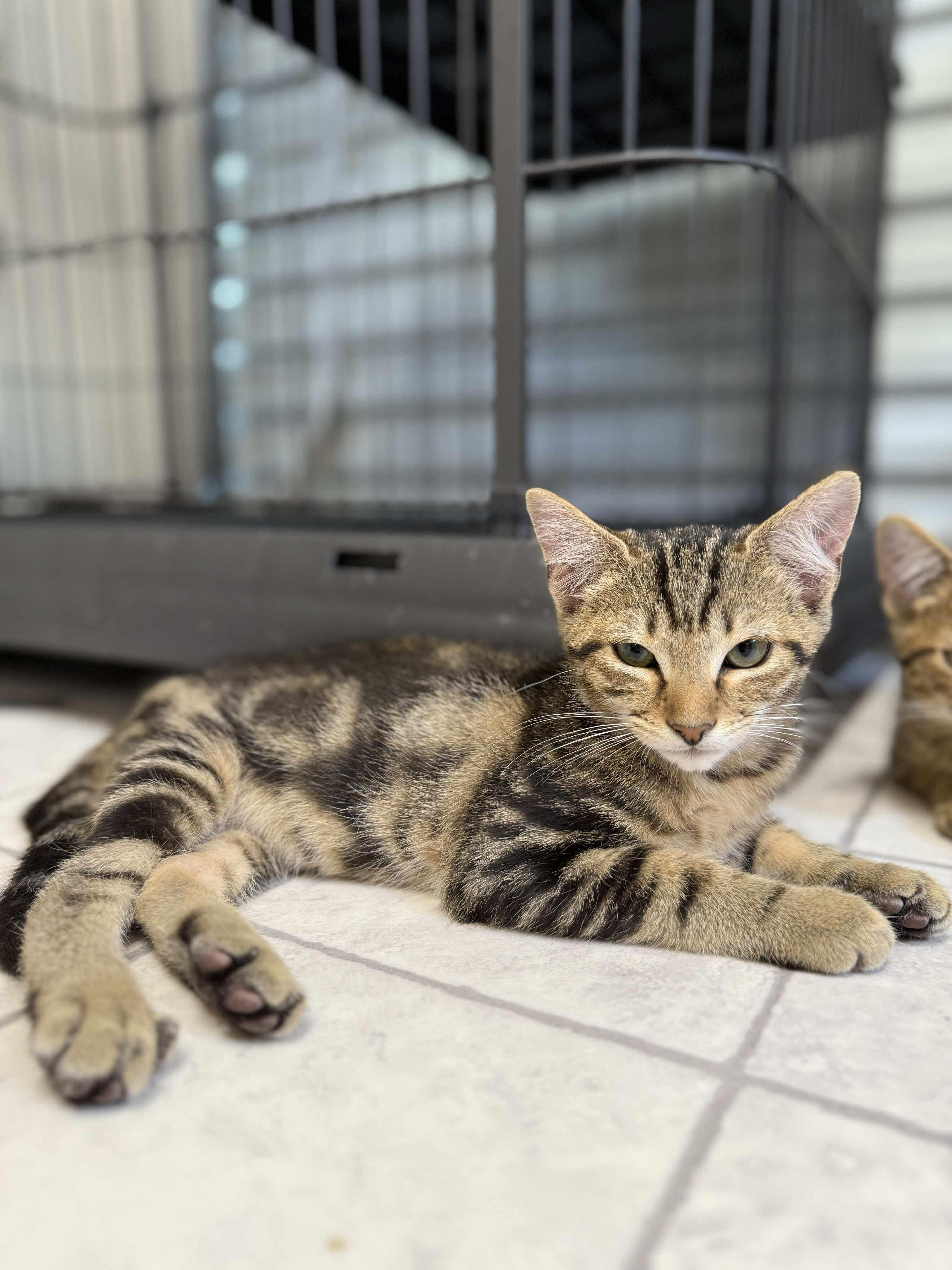 Lars, a Adoptable mixed breed in Talbott, TN image 4/6