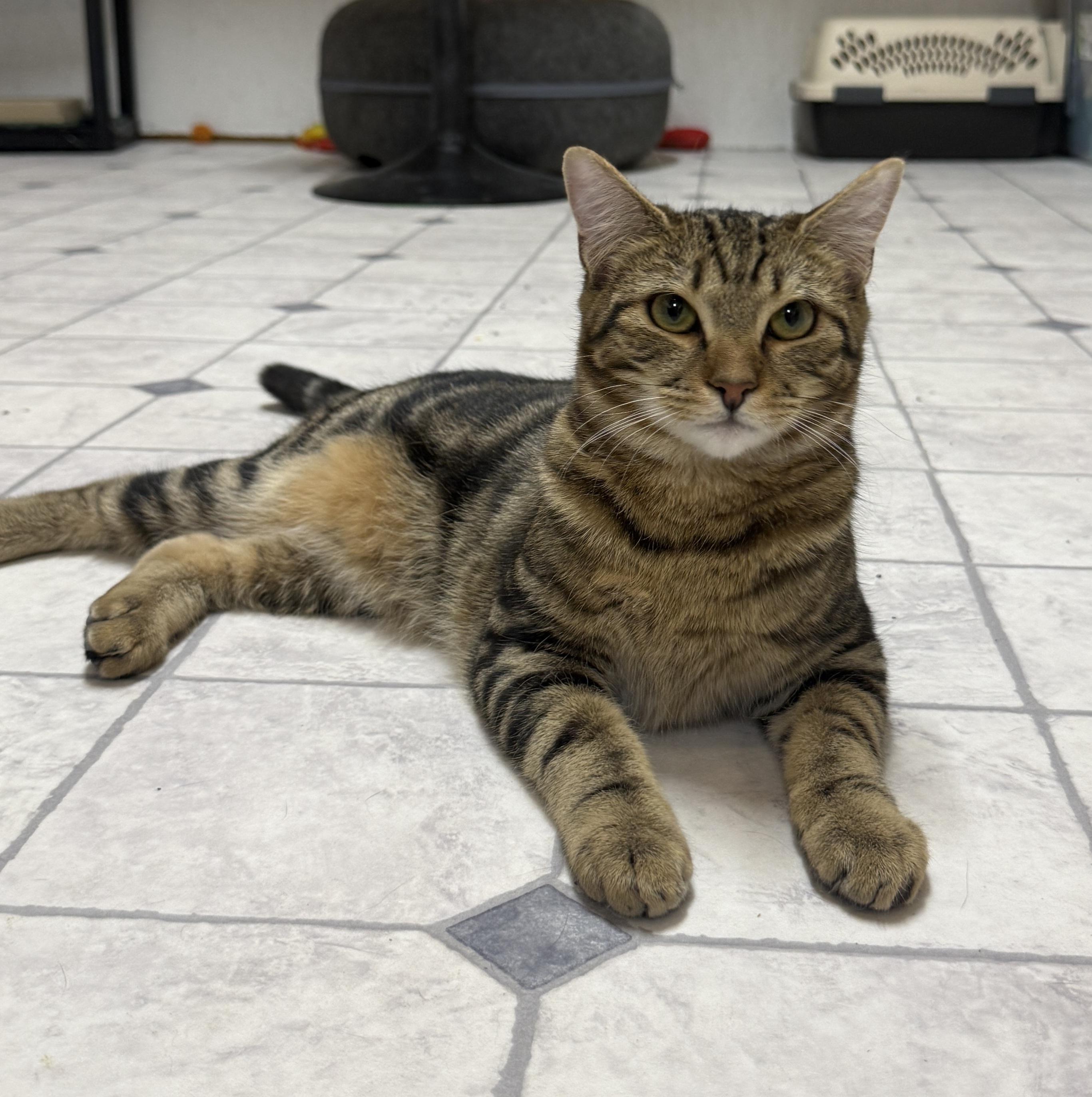 Enlarge Lars, a Adoptable mixed breed in Talbott, TN image 2/2