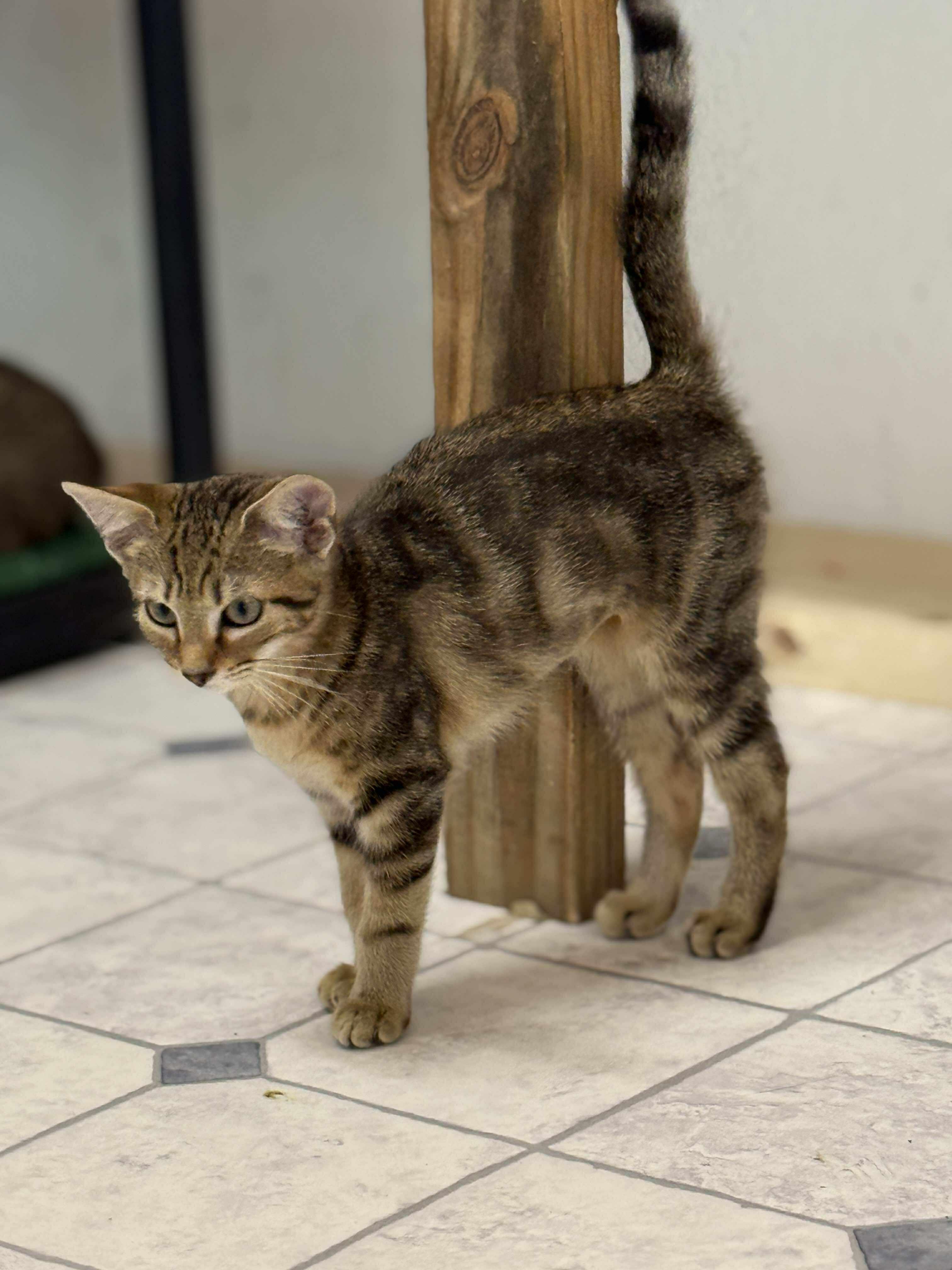 Lars, a Adoptable mixed breed in Talbott, TN image 5/6