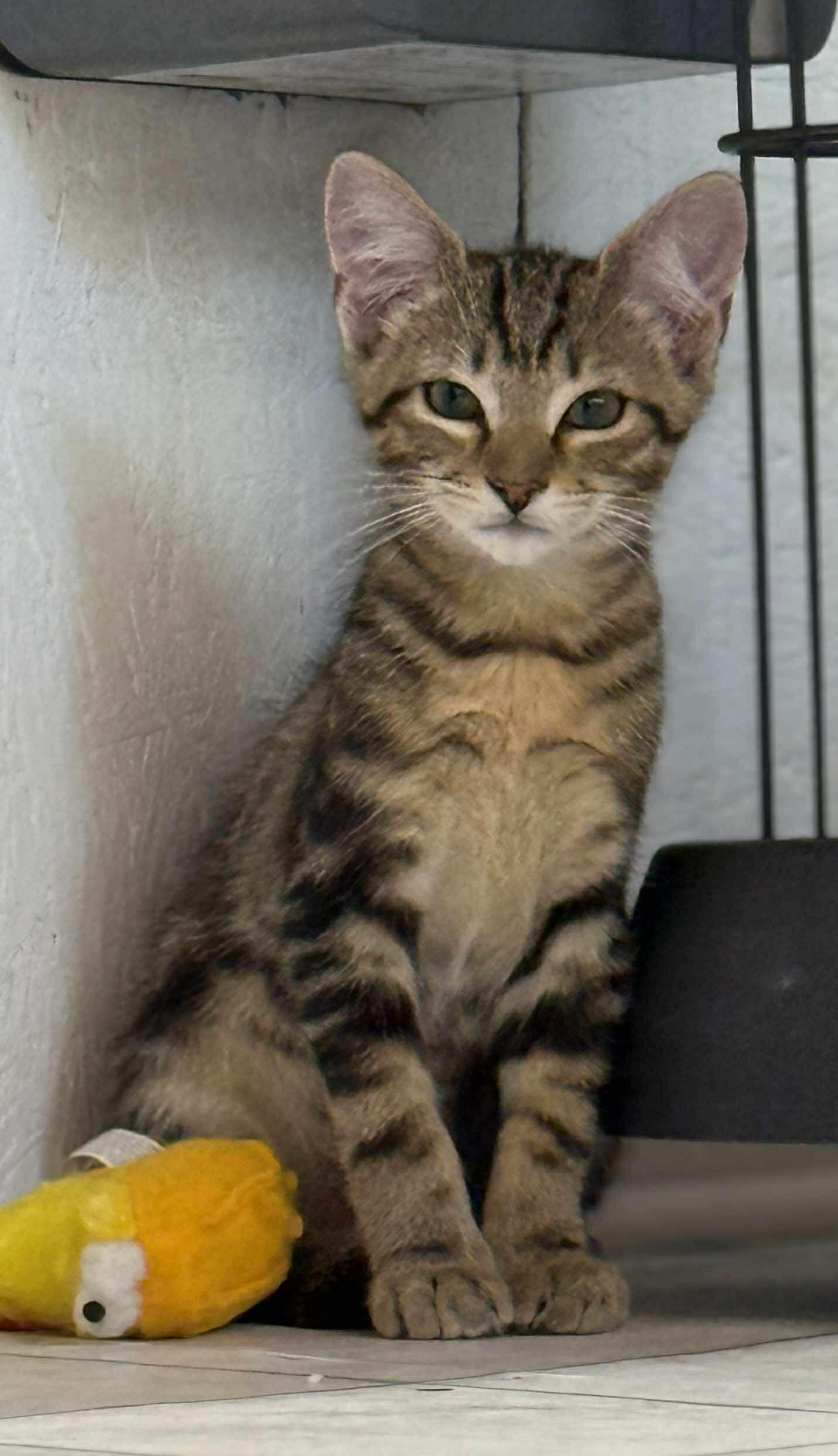 Lars, Adoptable, Kitten Male Domestic Short Hair.