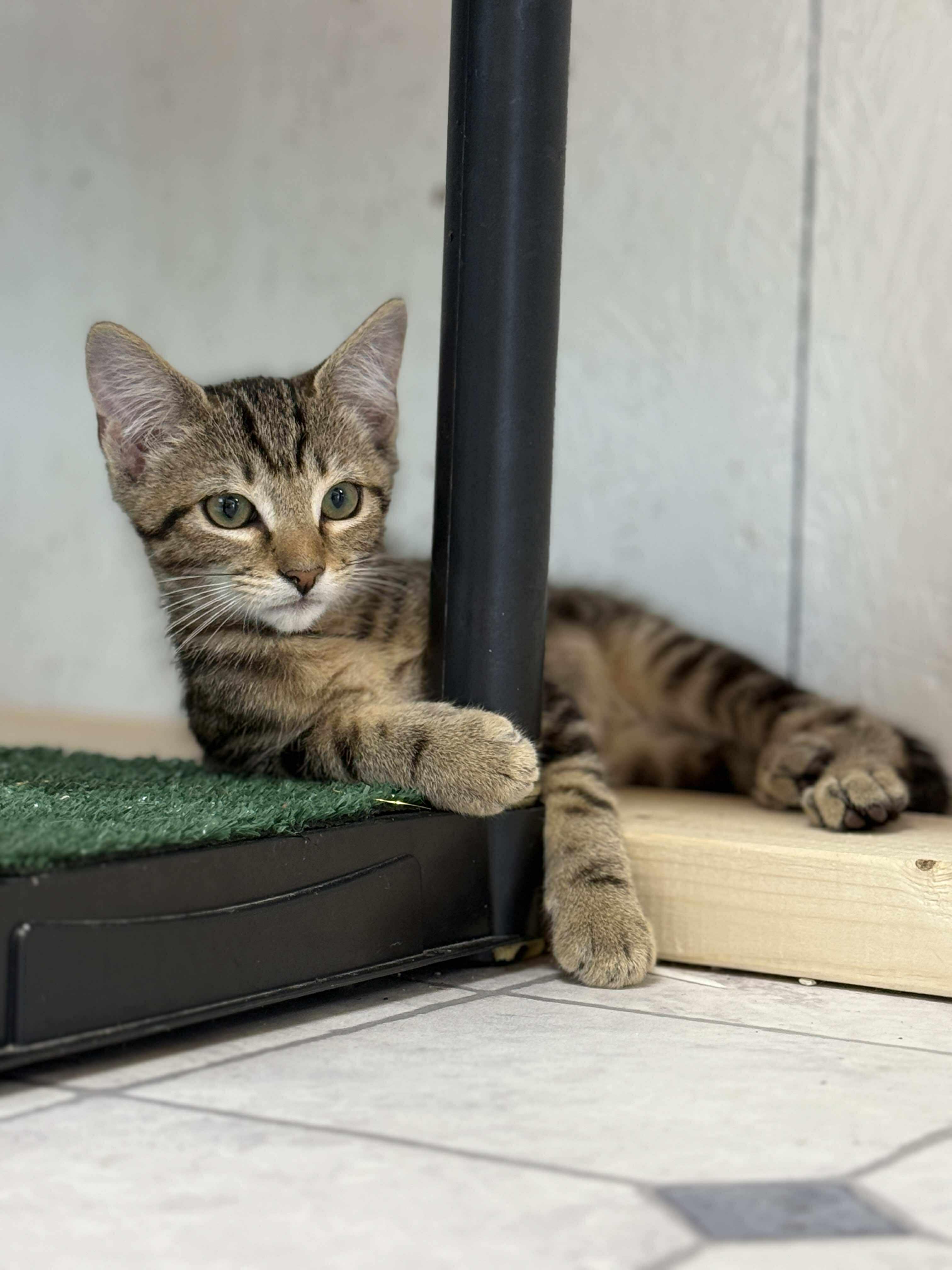Lars, a Adoptable mixed breed in Talbott, TN image 2/6
