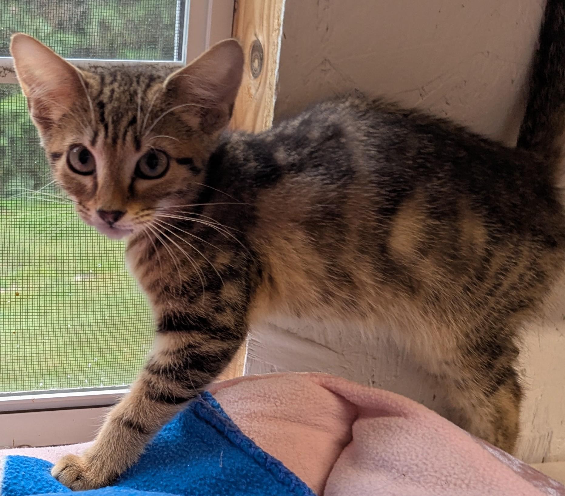 Lars, Adoptable, Kitten Male Domestic Short Hair.