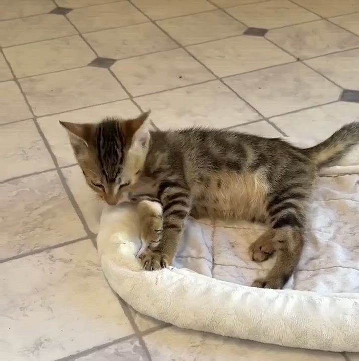 Enlarge Lars, a Adoptable mixed breed in Talbott, TN video 3/6