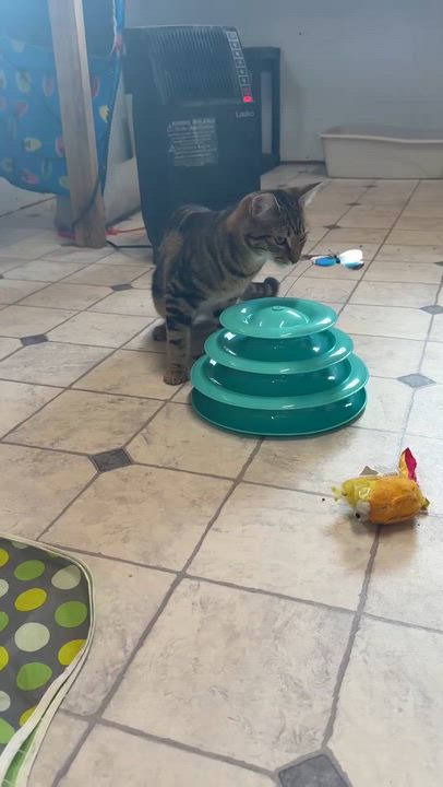 Enlarge Lars, a Adoptable mixed breed in Talbott, TN video 6/6