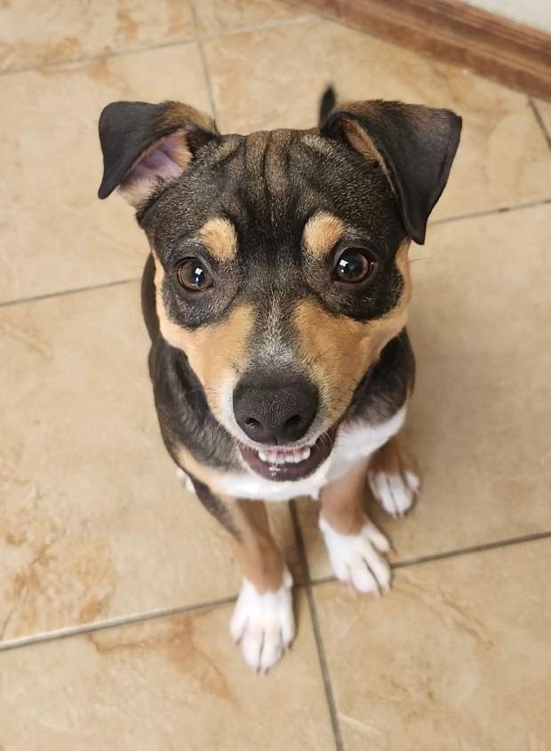 Sid, Young Male Chihuahua
