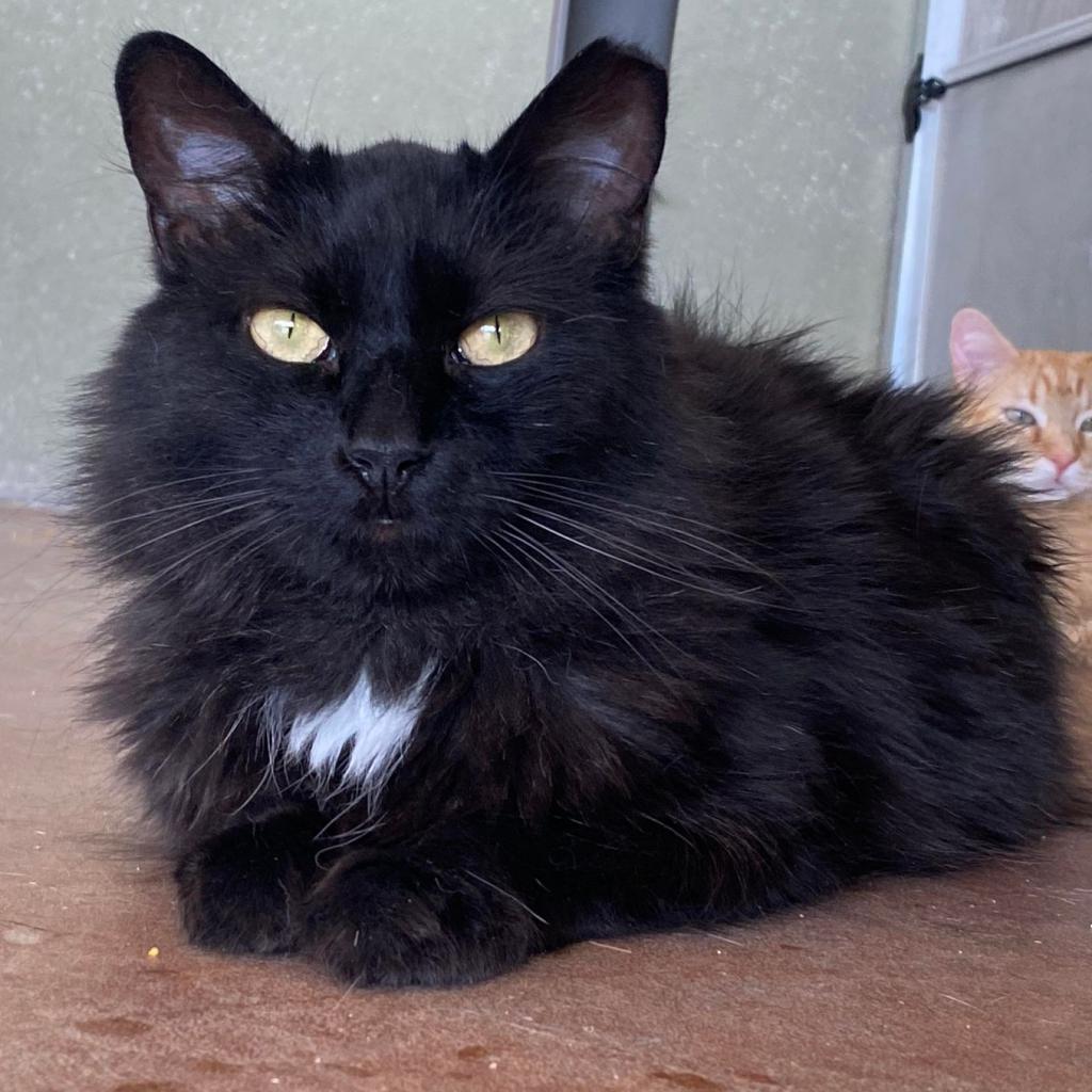 Delara, Adoptable, Adult Female Domestic Long Hair.