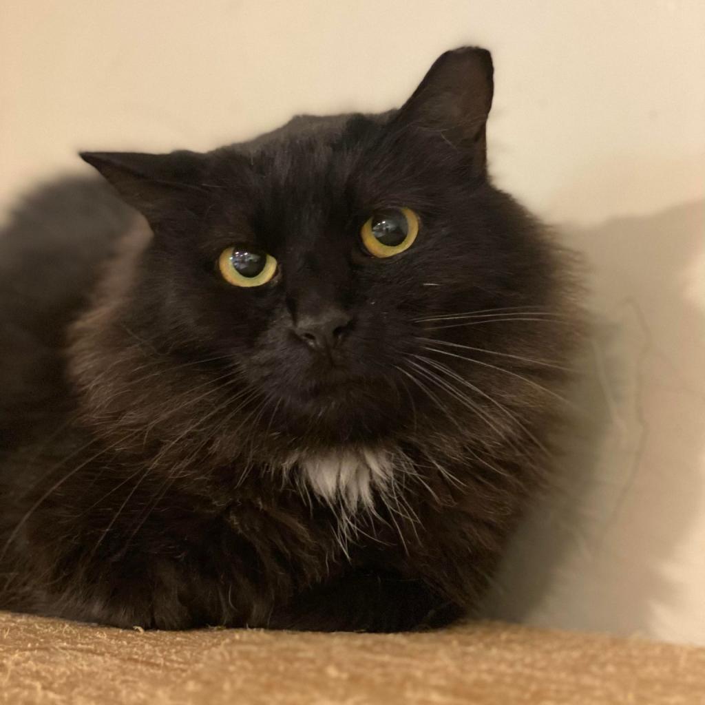 Delara, a Adoptable Domestic Long Hair in Tucson, AZ image 2/6