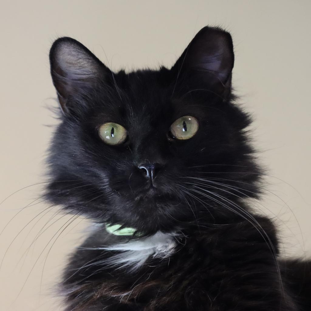 Delara, a Adoptable Domestic Long Hair in Tucson, AZ image 3/6