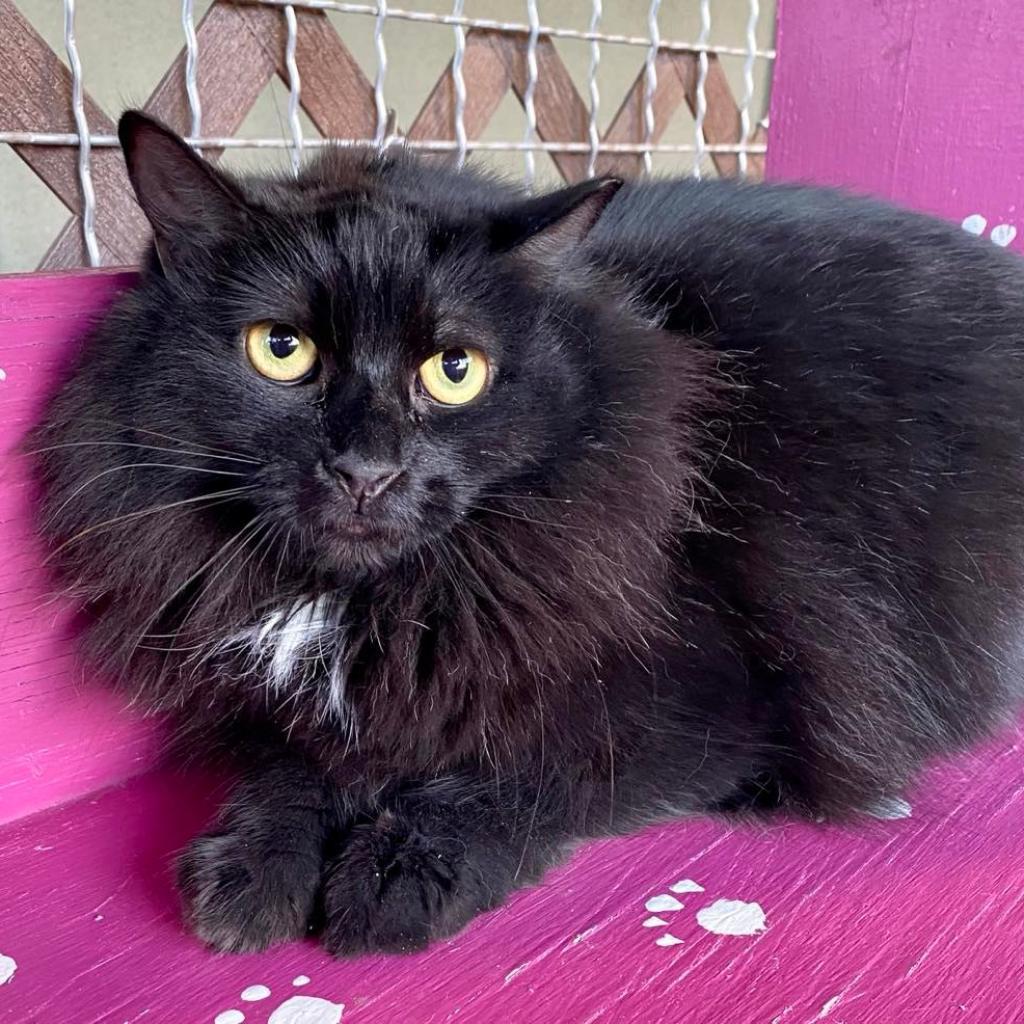 Delara, a Adoptable Domestic Long Hair in Tucson, AZ image 4/6