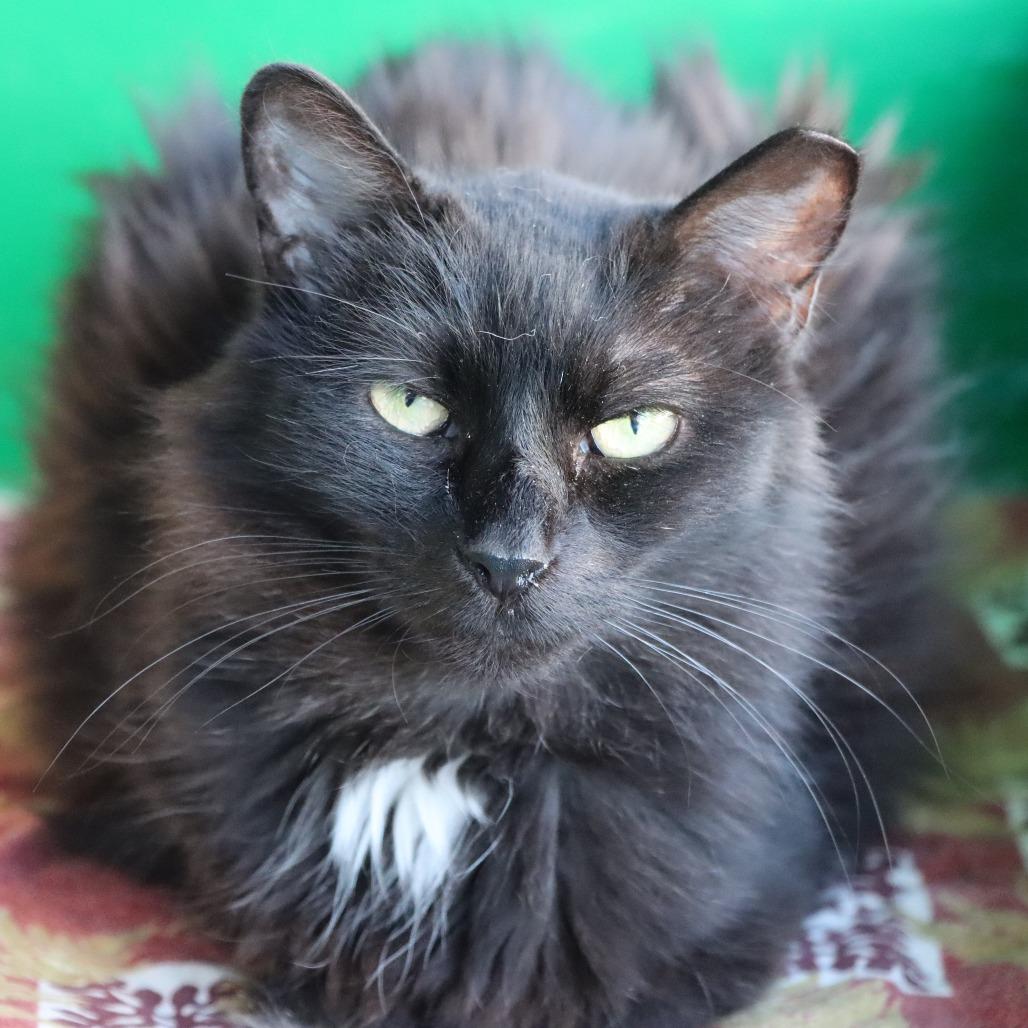 Delara, a Adoptable Domestic Long Hair in Tucson, AZ image 5/6