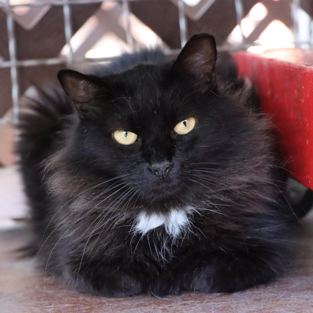 Delara, a Adoptable Domestic Long Hair in Tucson, AZ image 6/6