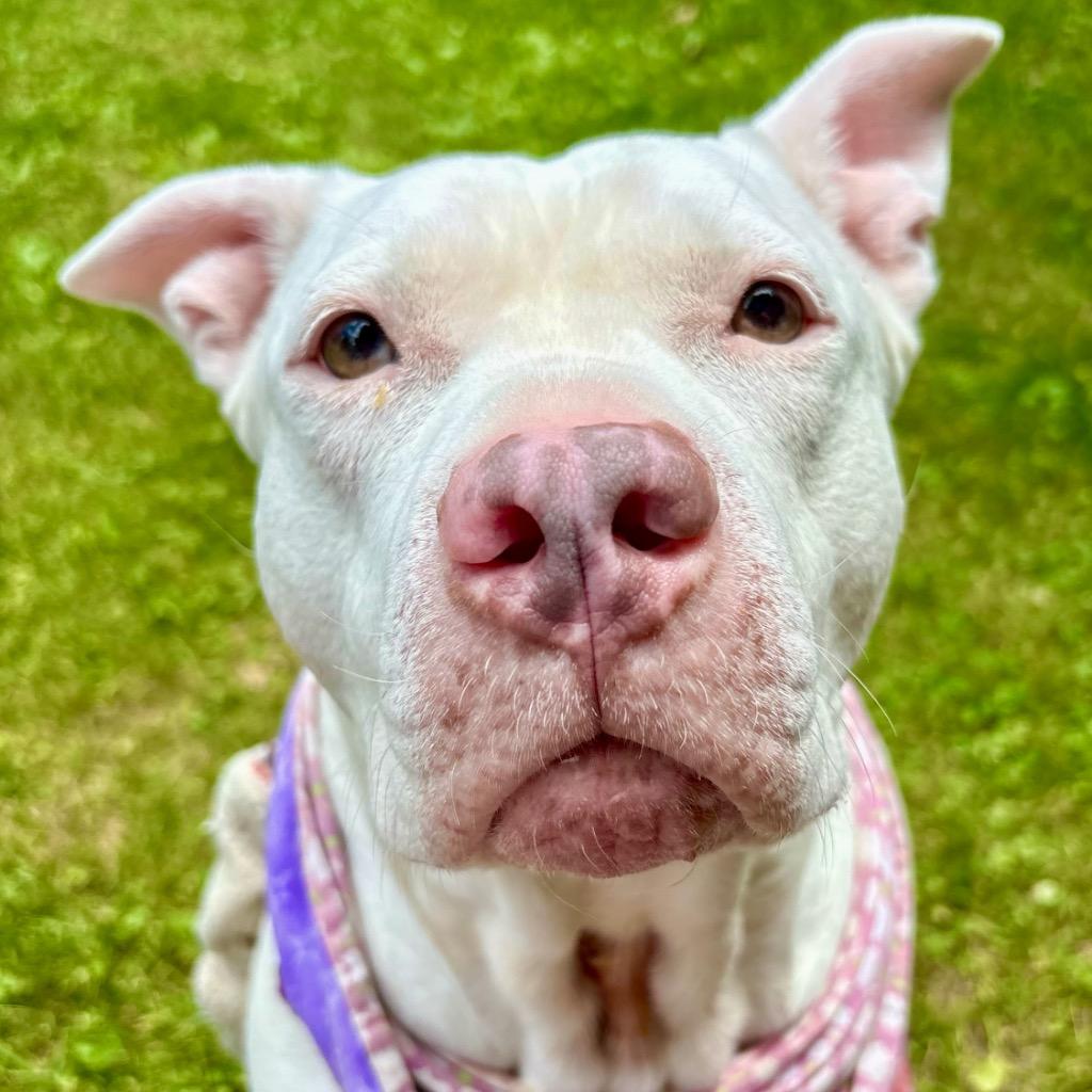 Aurora, Adoptable, Adult Female Mixed Breed.