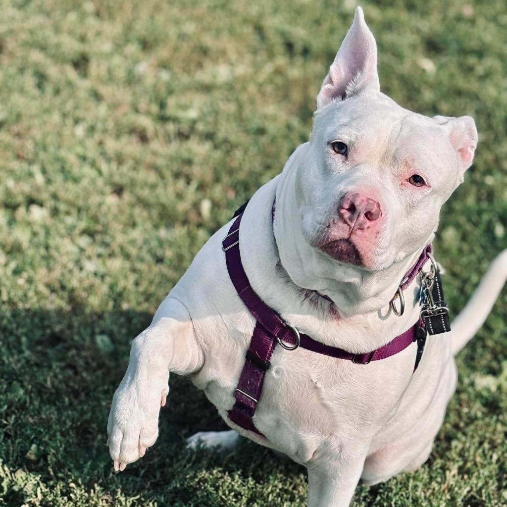 Aurora, Adoptable, Adult Female Mixed Breed.