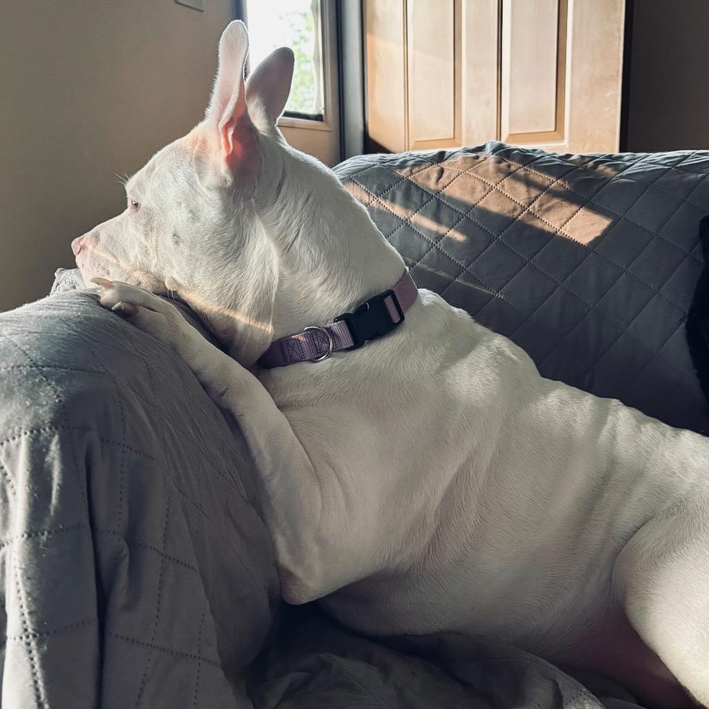 Aurora, Adoptable, Adult Female Mixed Breed.